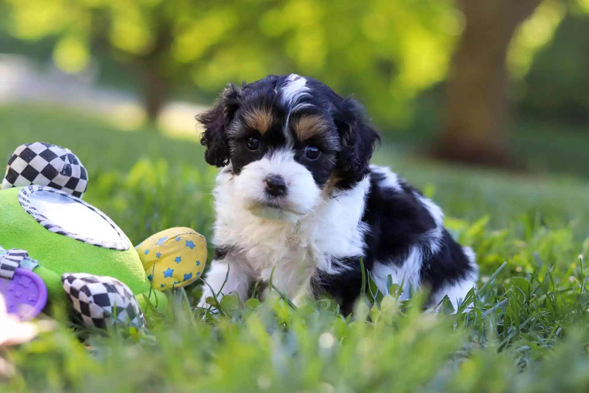 Male Cavapoo Puppy Ian