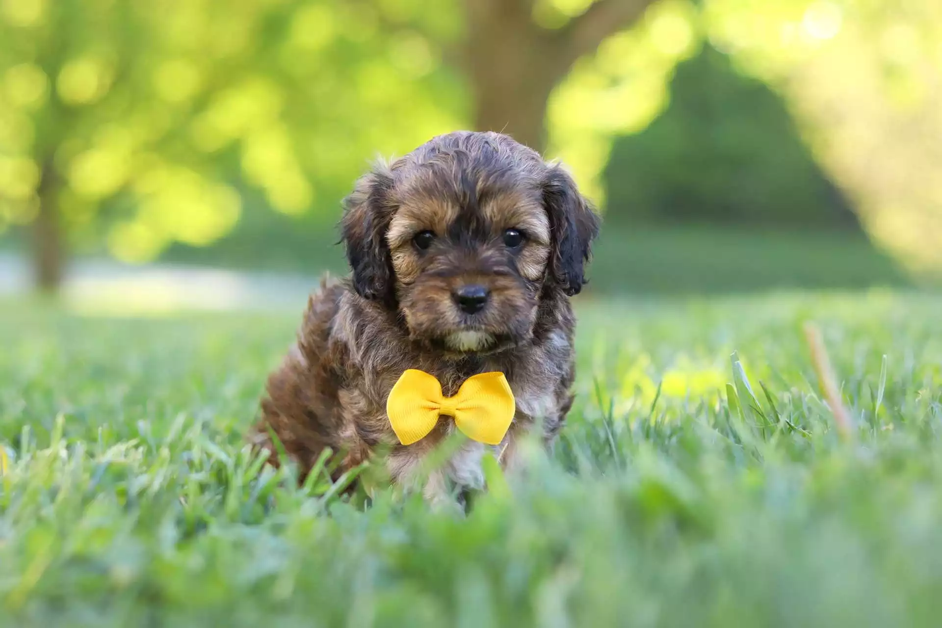 Male Cavapoo Puppy Indy