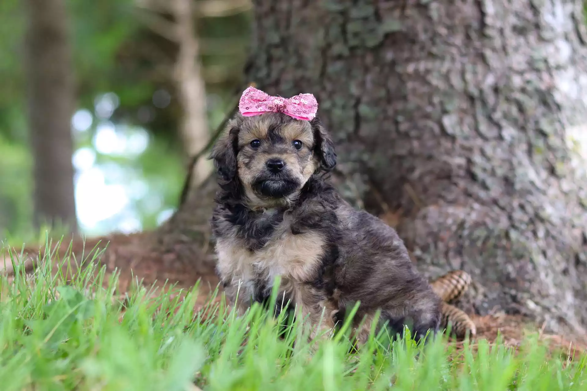 Upcoming Puppies F1b Mini Aussiedoodle Puppies