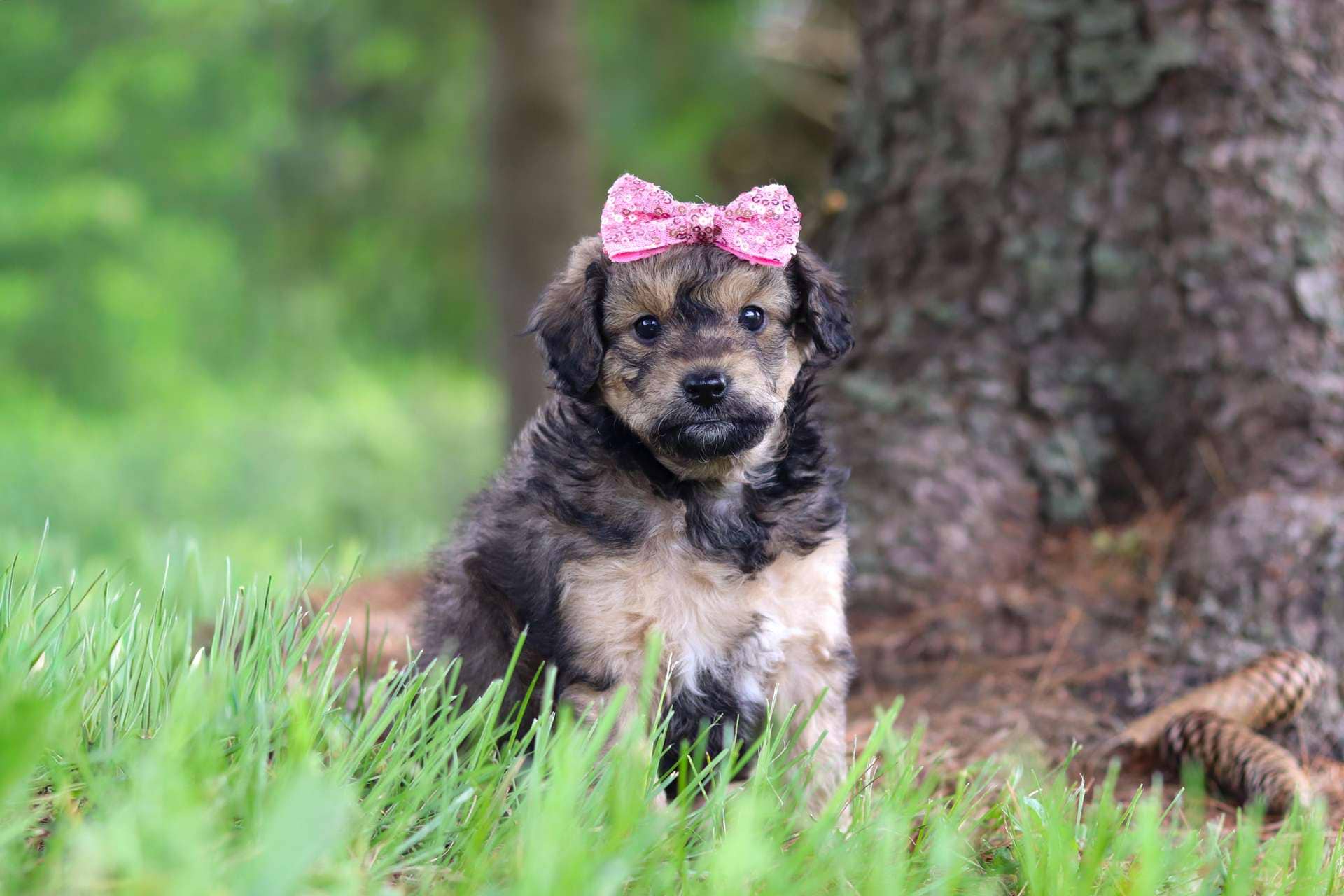 Perdita