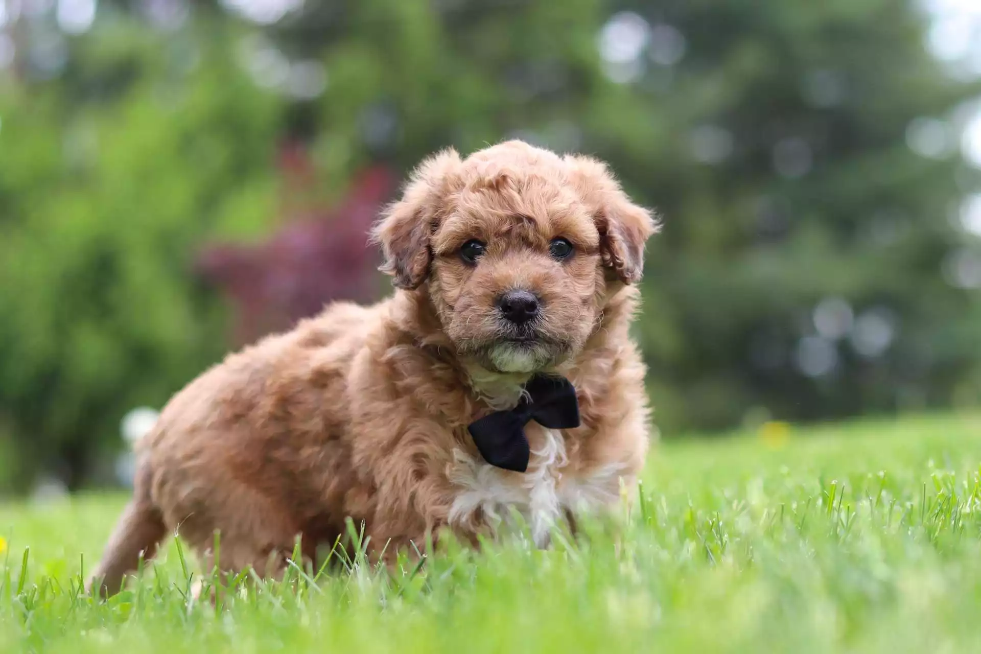 Male Aussiedoodle Puppy Rolly