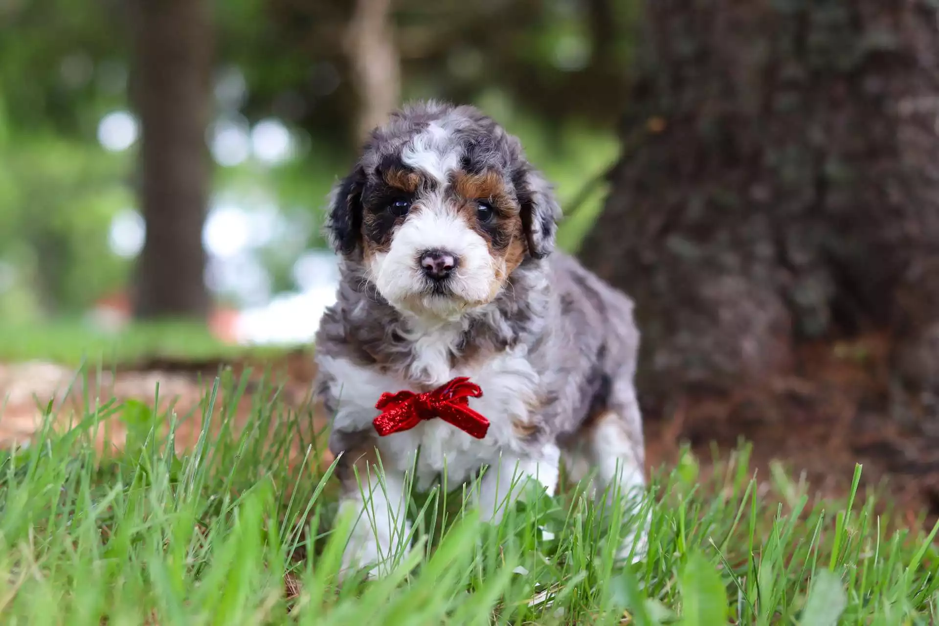 Male Aussiedoodle Puppy Pepper