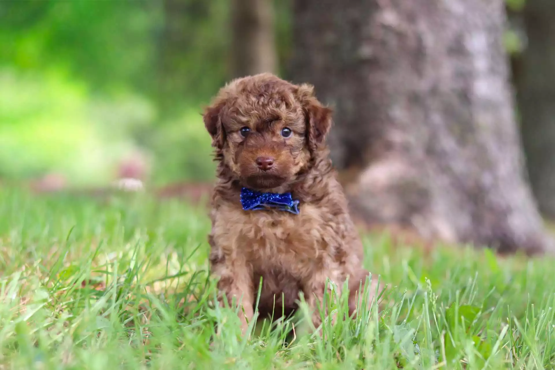 Male Aussiedoodle Puppy Freckles