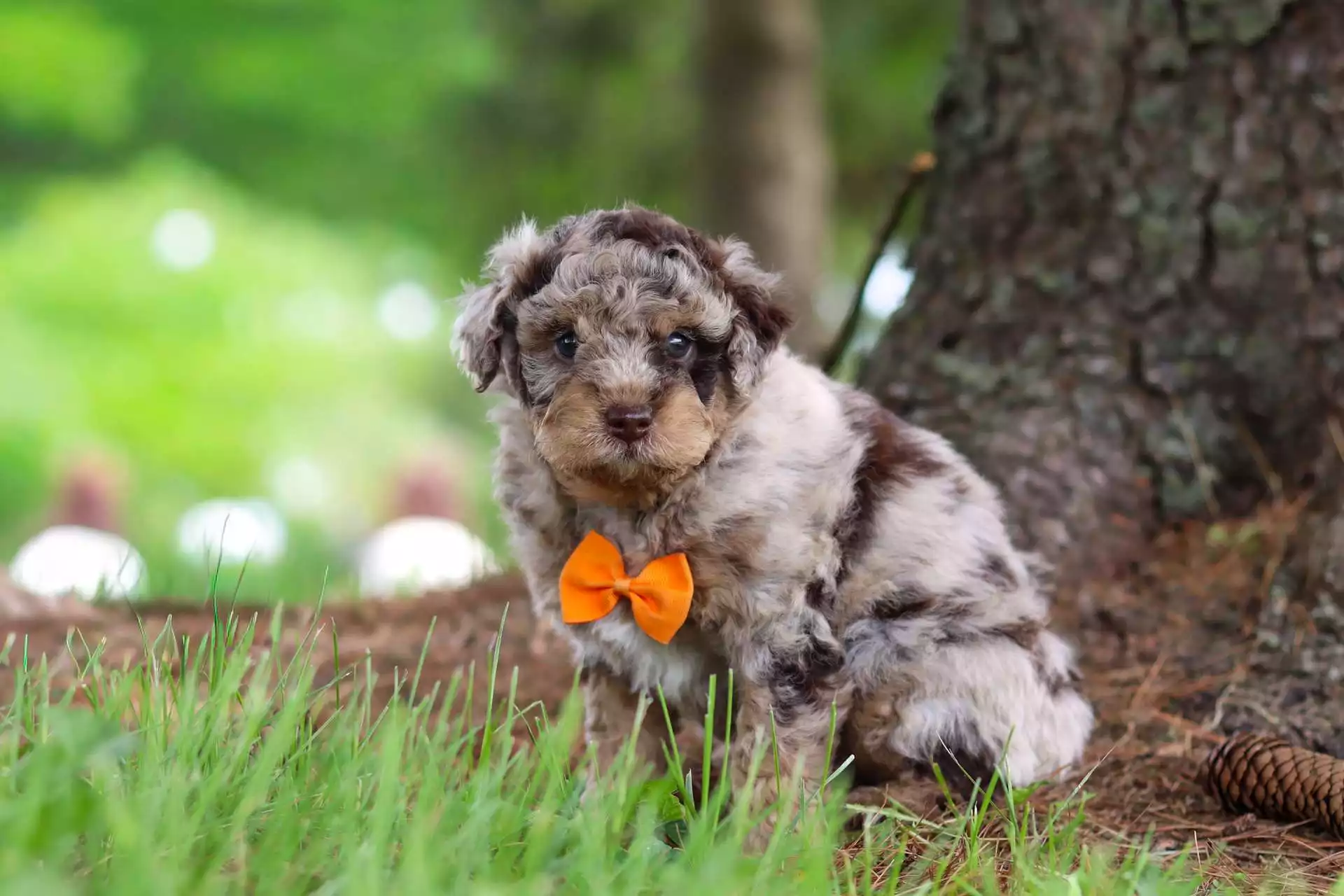 Male Aussiedoodle Puppy Patch