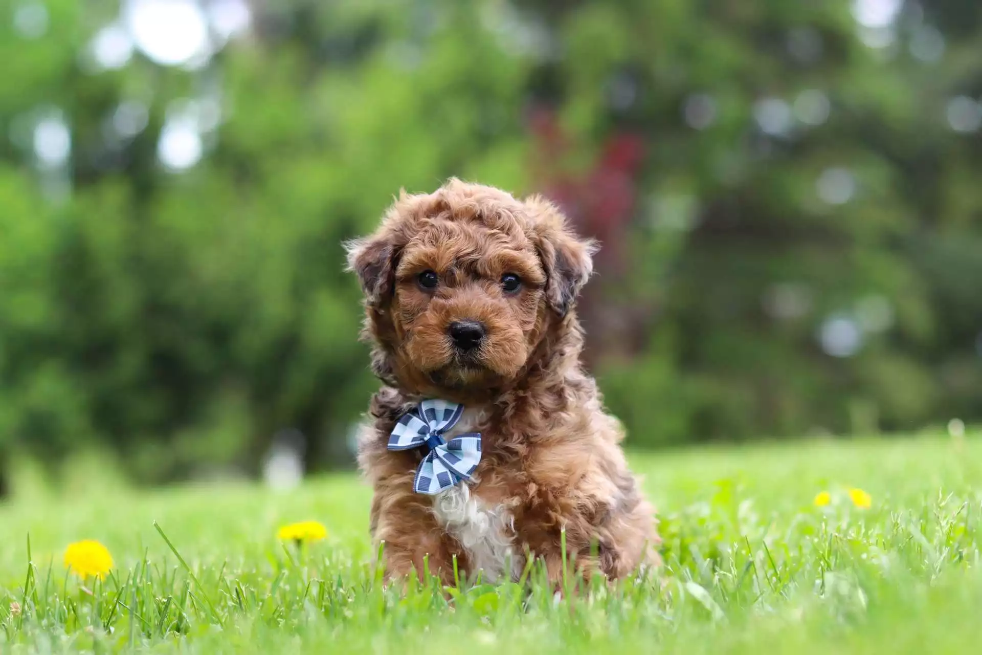 Male Aussiedoodle Puppy Lucky