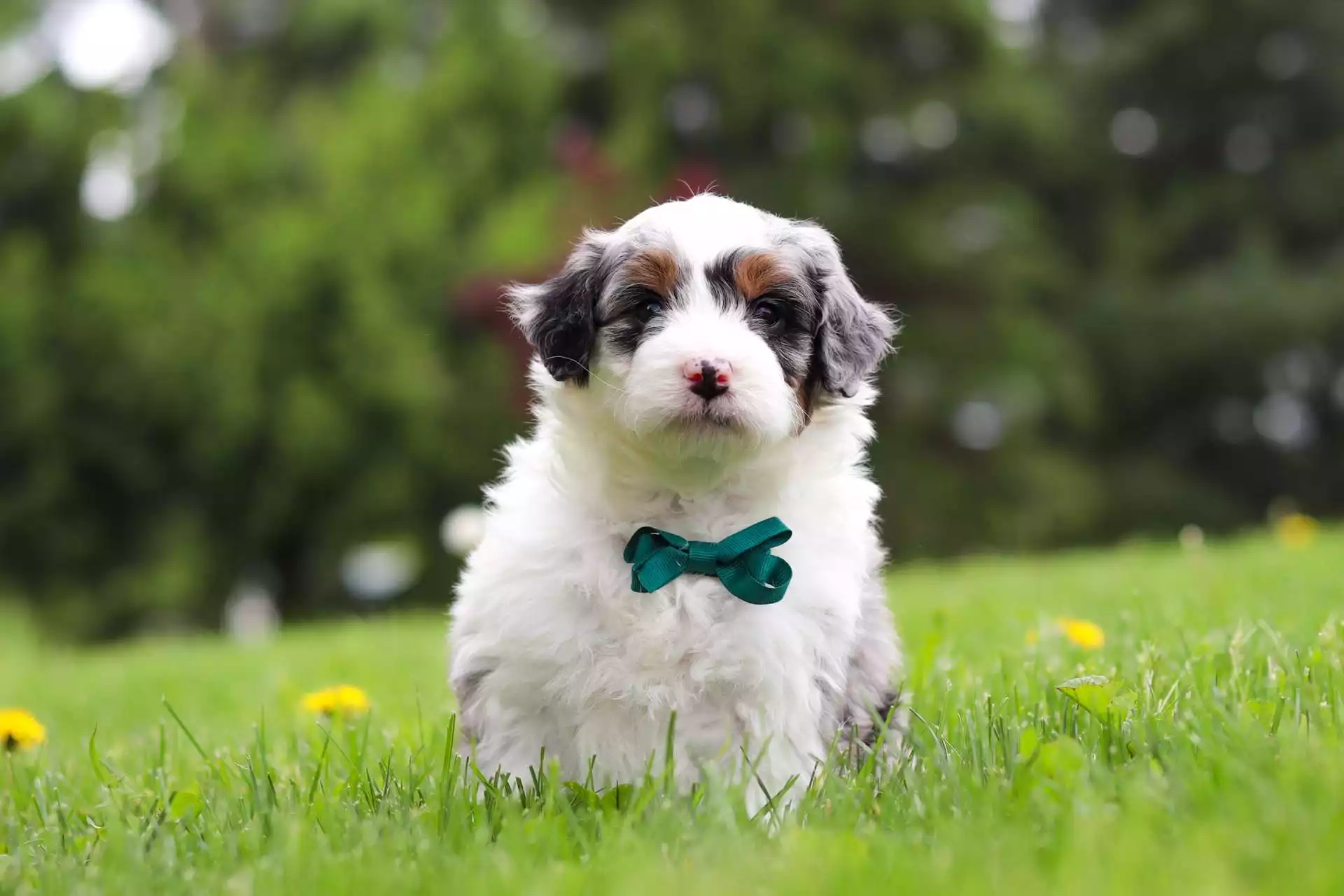 Male Aussiedoodle Puppy Pongo