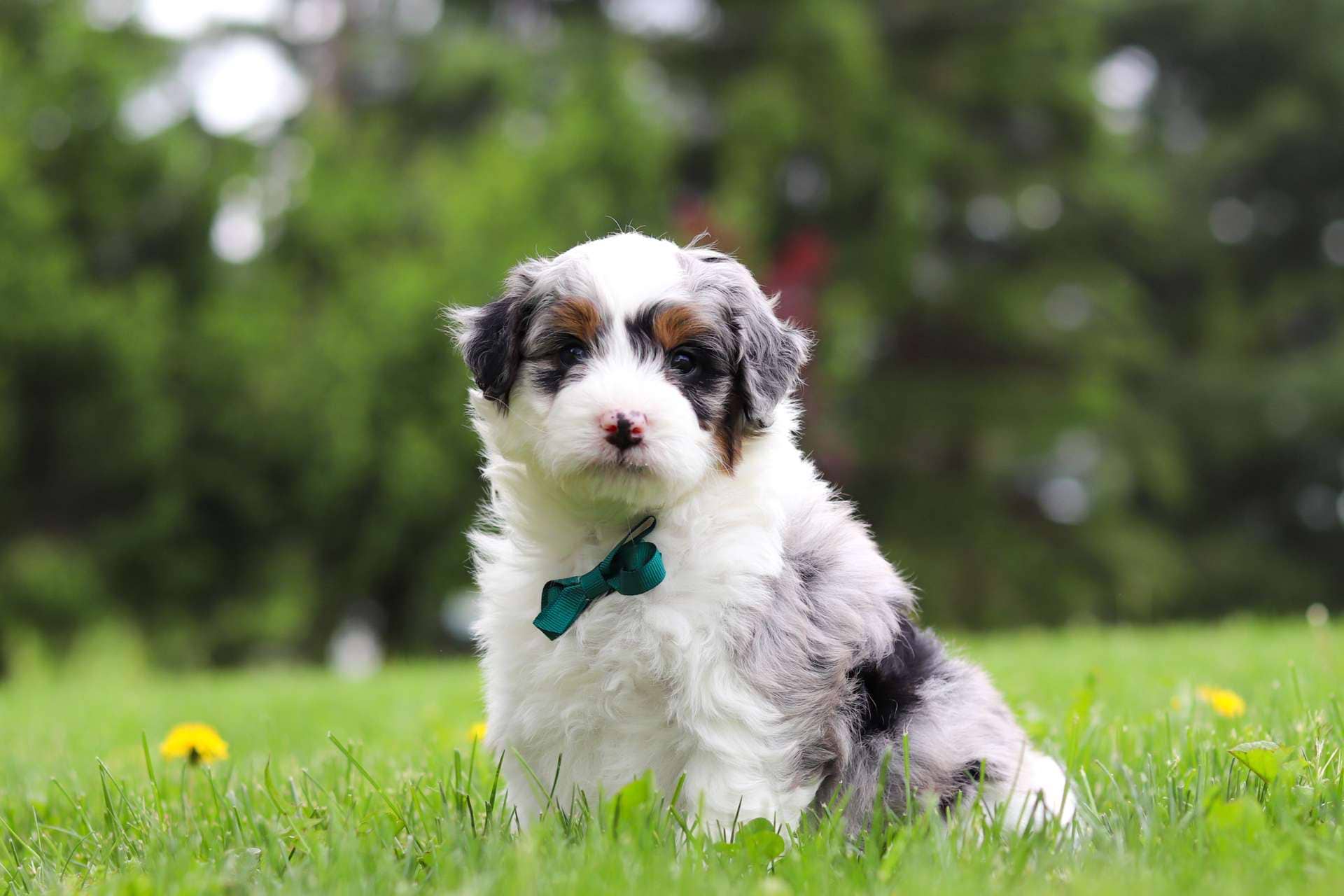 Pongo