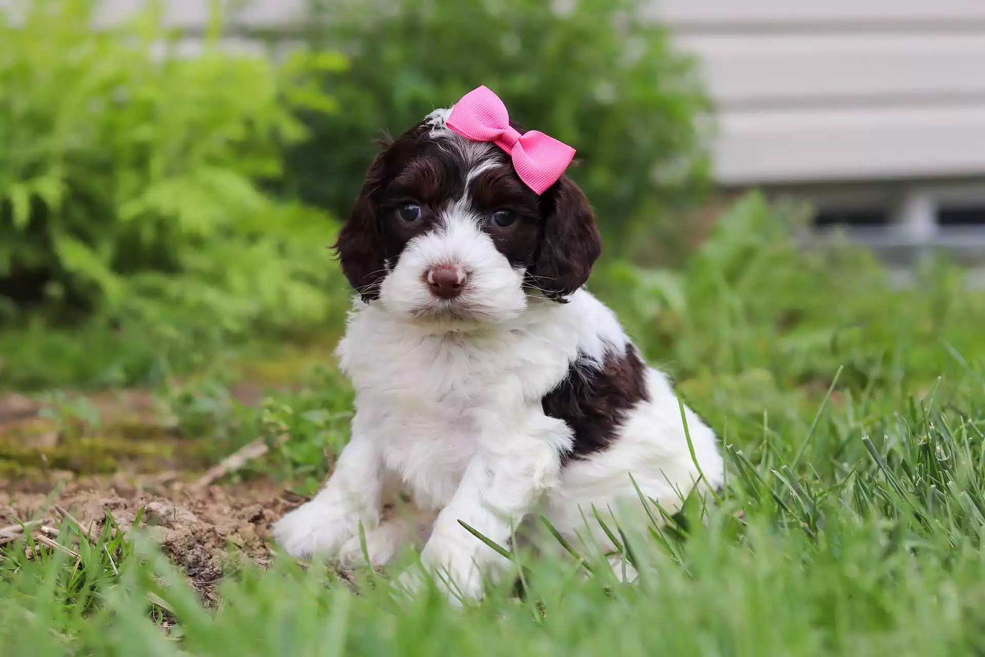 Female Springerdoodle Puppy Reese