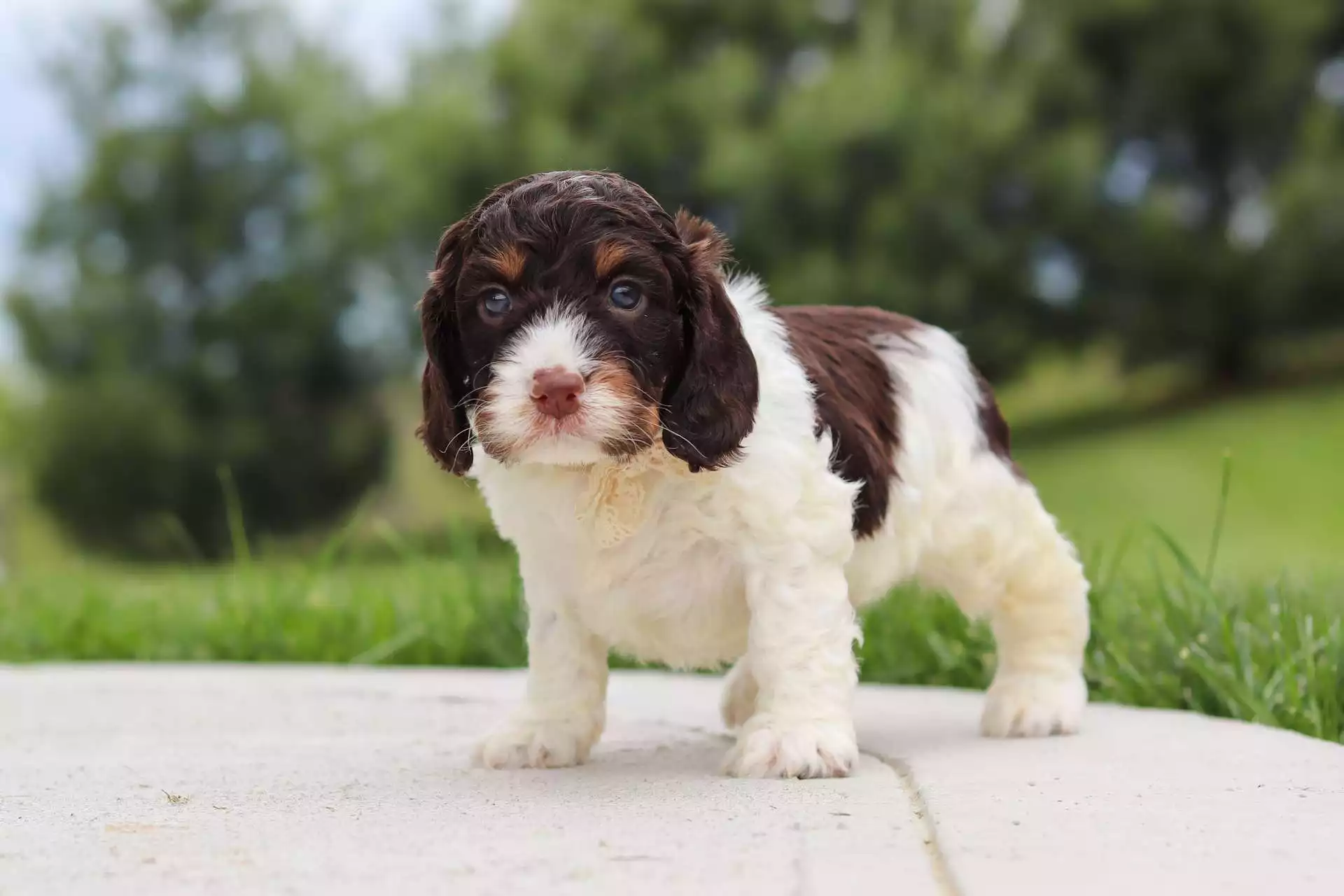 Male Springerdoodle Puppy Snickers