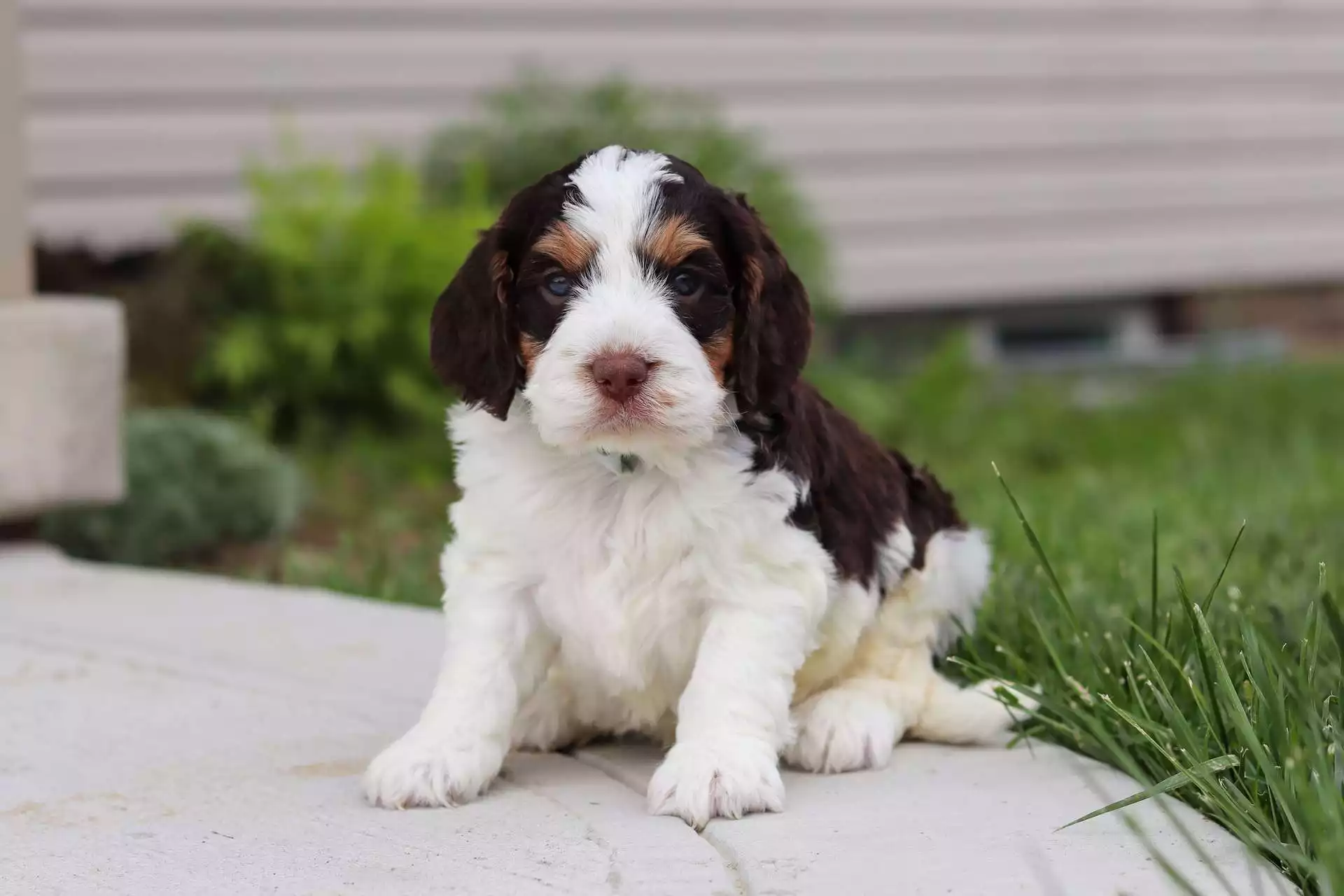 Male Springerdoodle Puppy Rolo