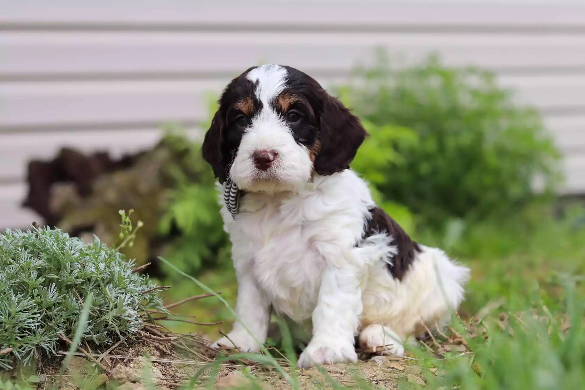 Male Springerdoodle Puppy Junior