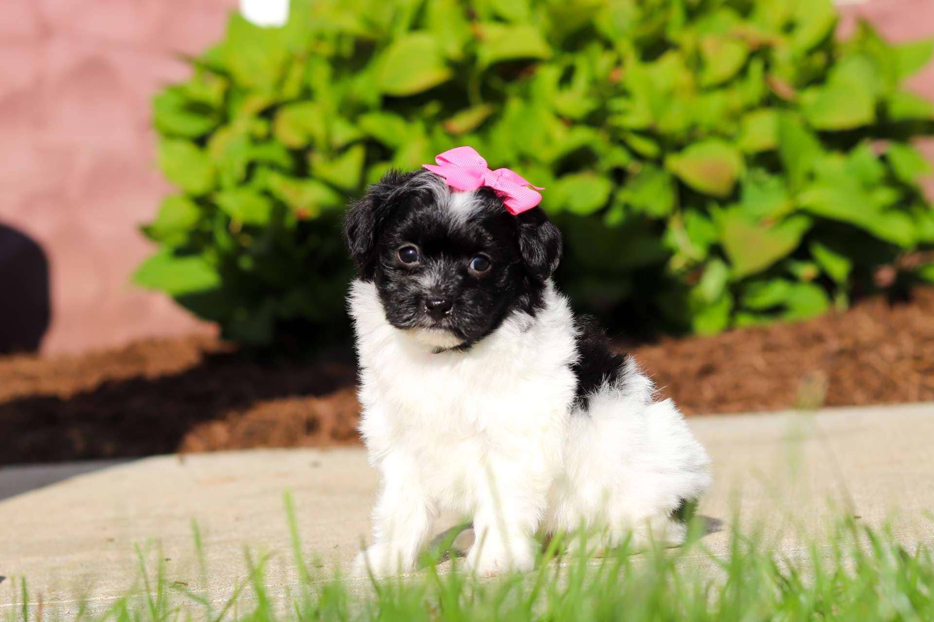 Lola