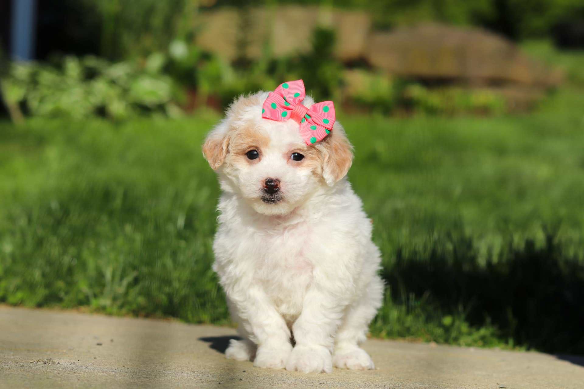 Lacey