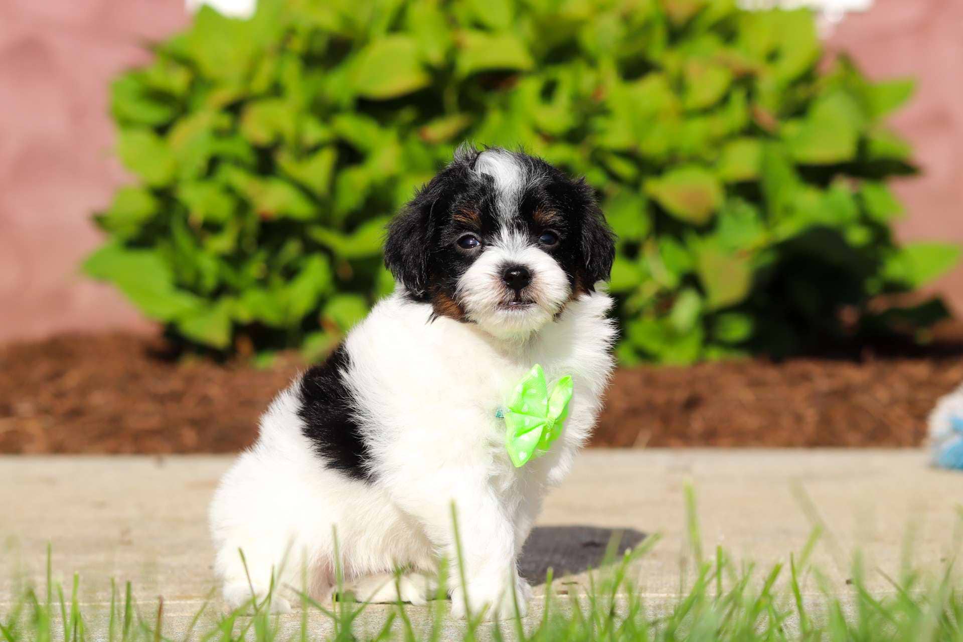 Louie