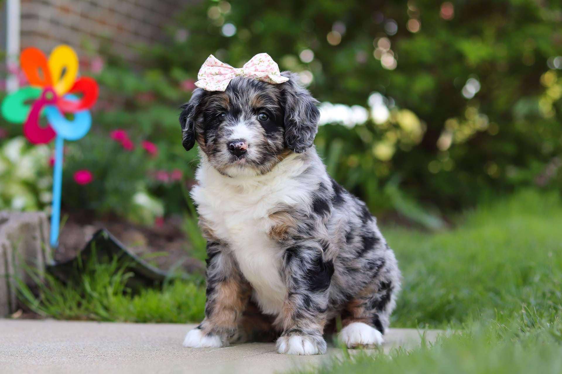 Pippa