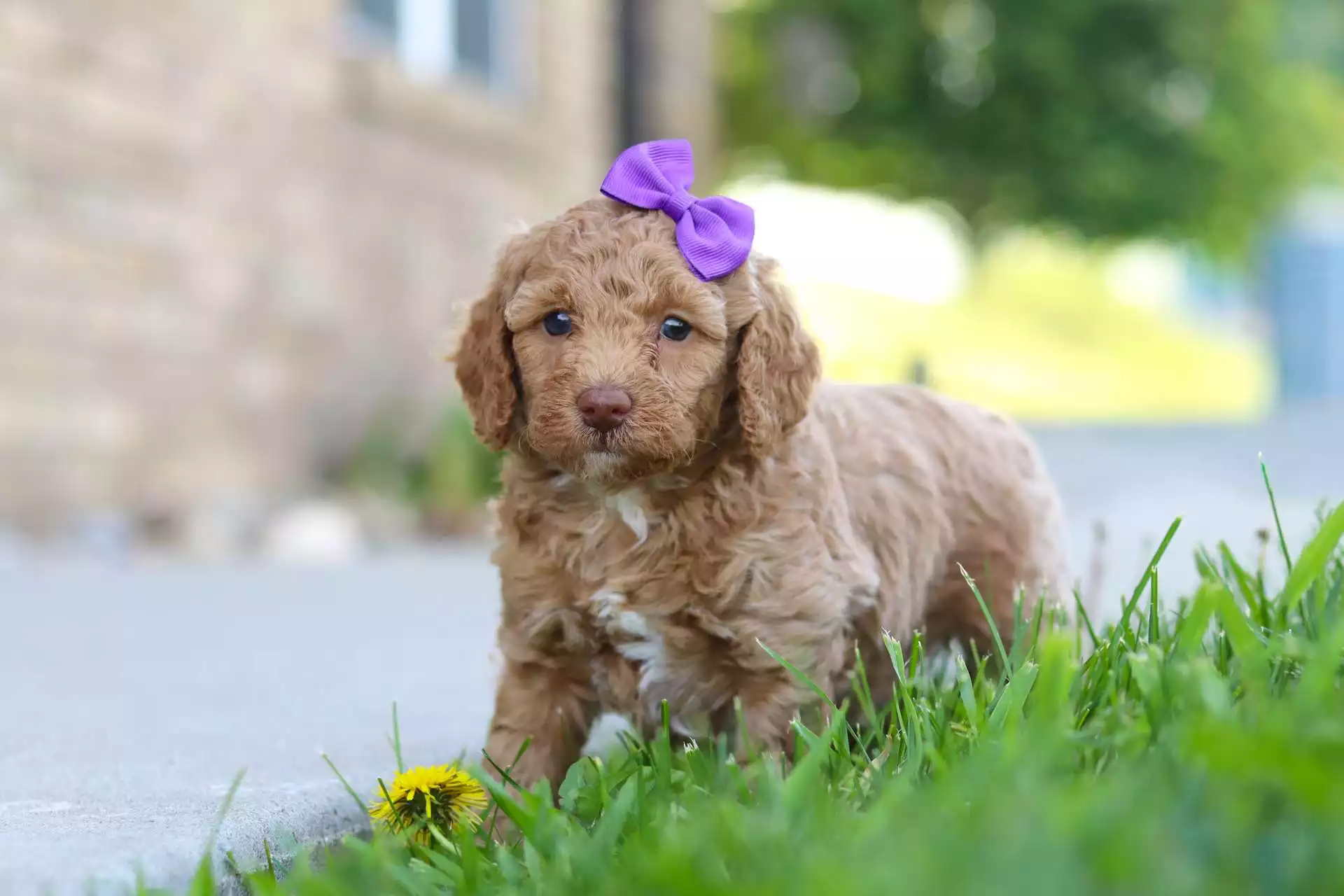 F1b Mini Labradoodle Puppies