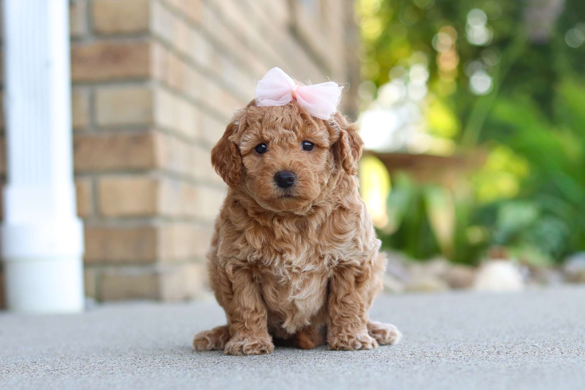 Truffle