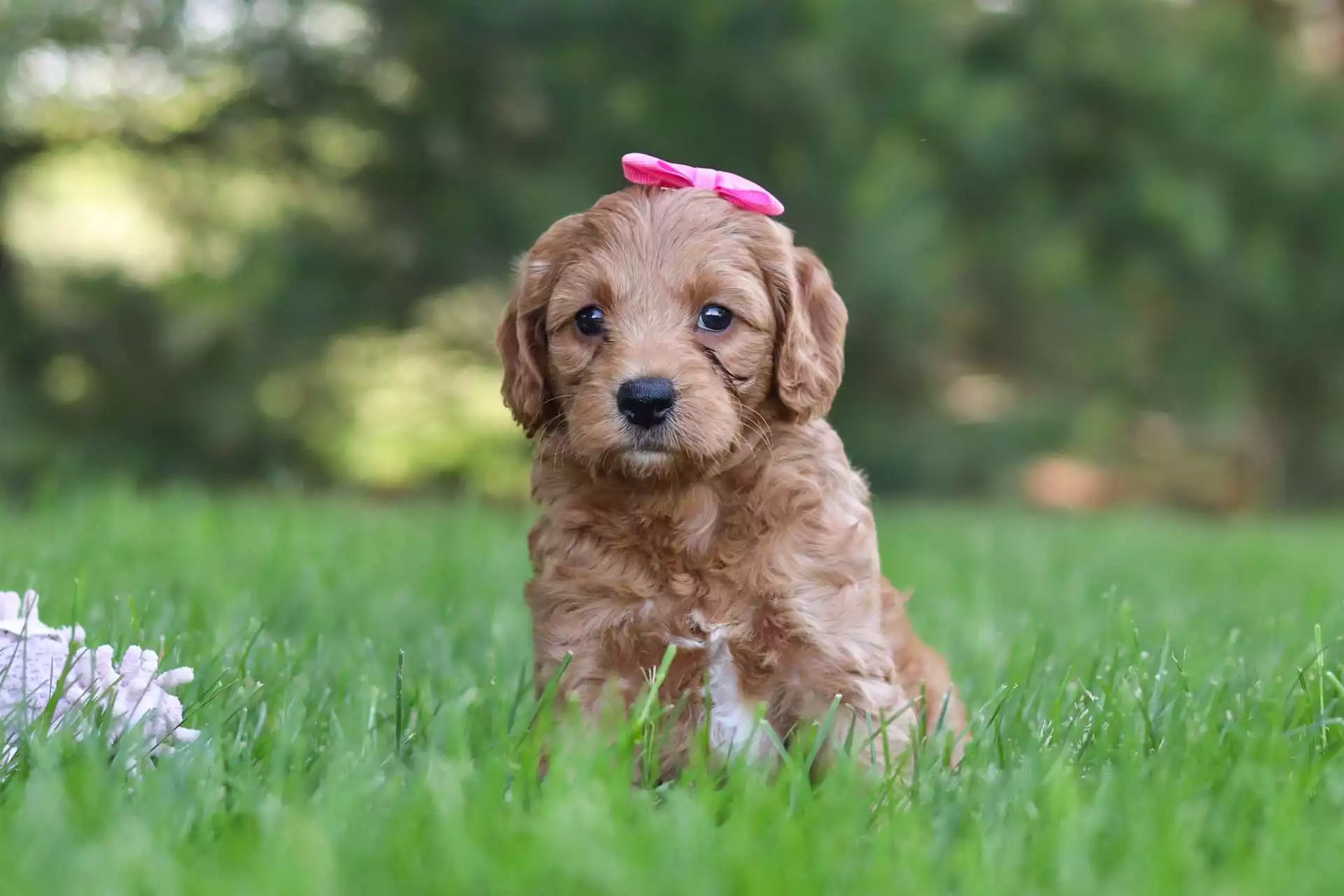 F1b Mini Goldendoodle Puppies