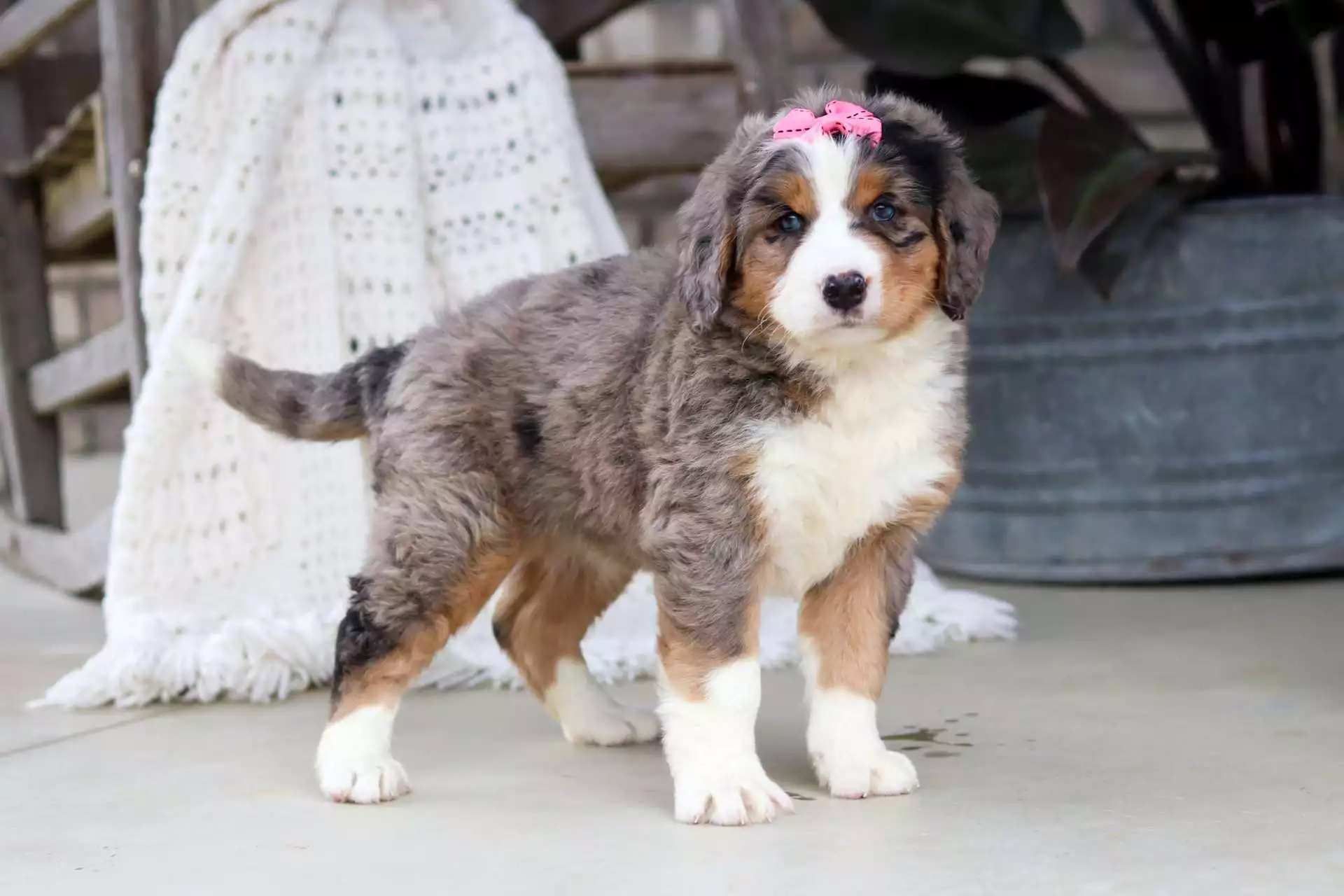 F1 Medium / Standard Bernedoodle Puppies