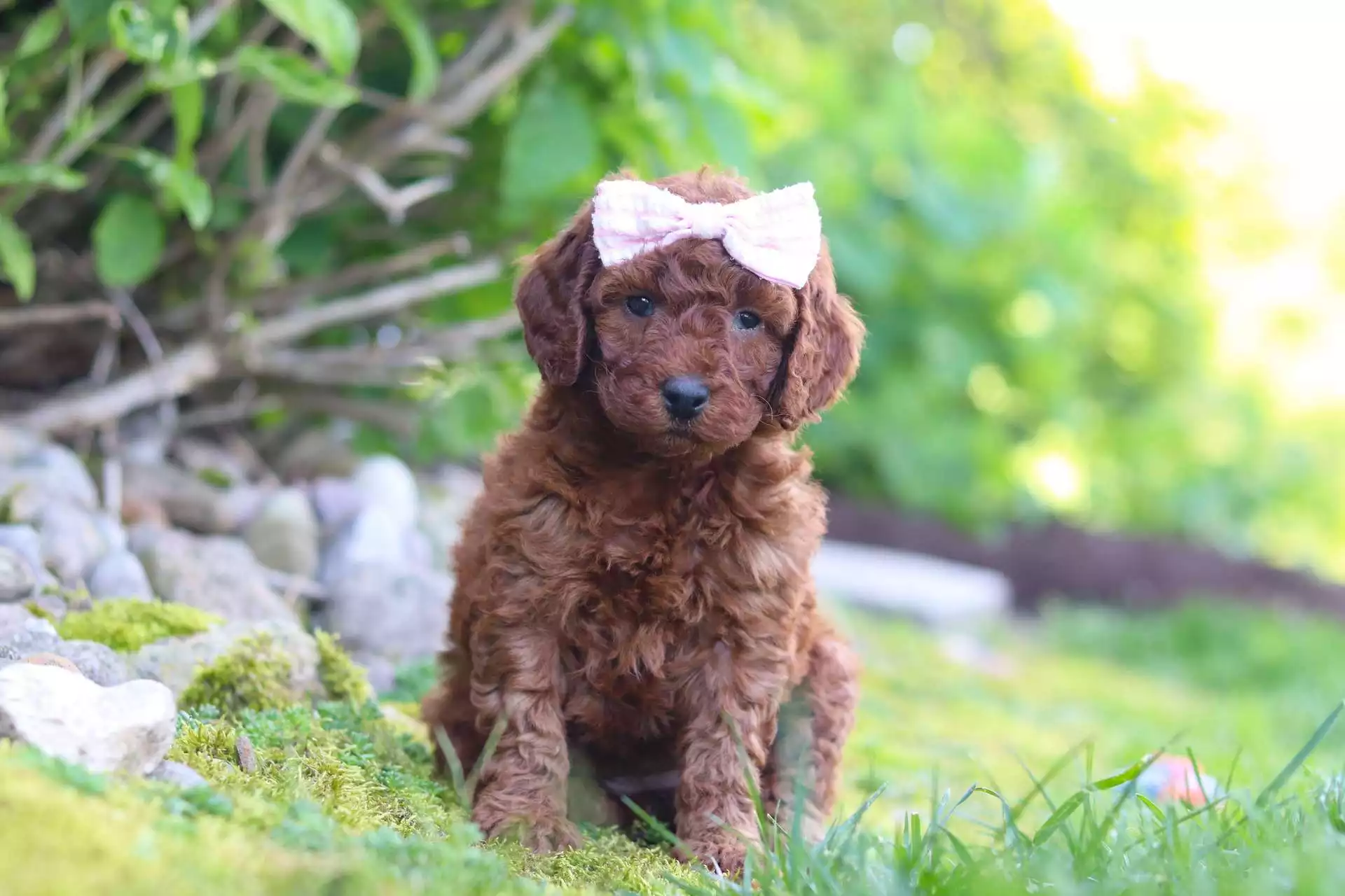 F1b Micro Irish Doodle Puppies