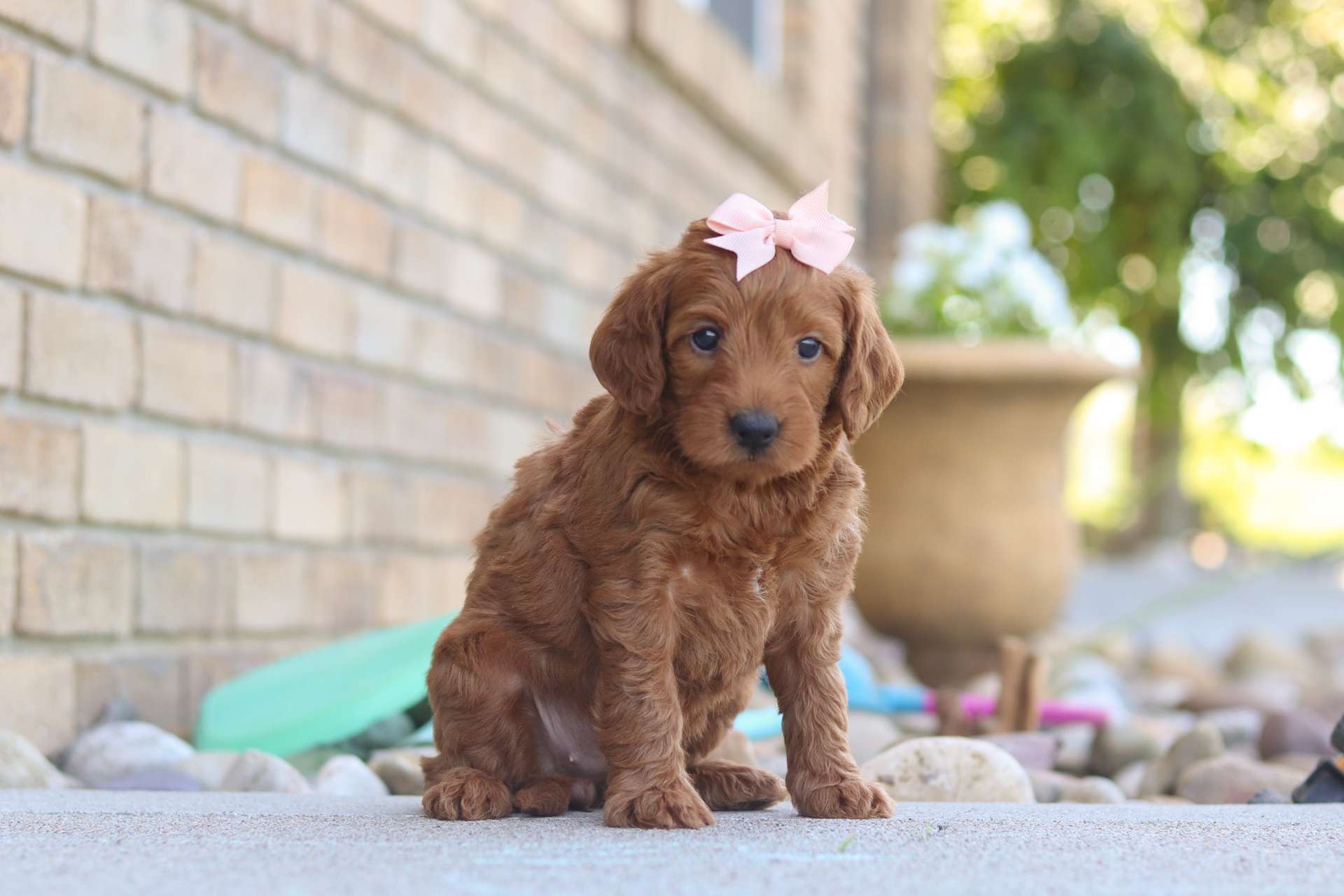Hallie