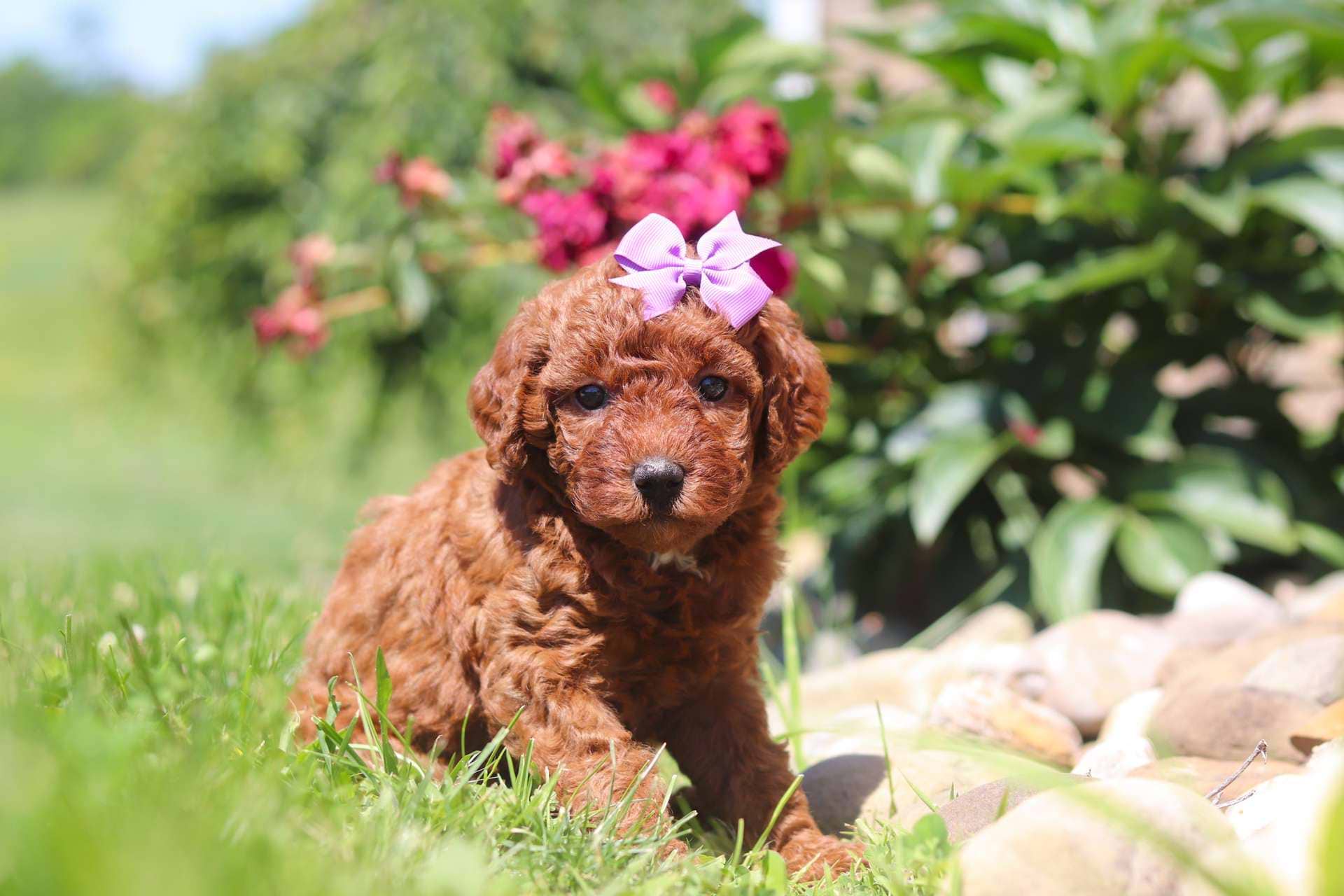 Holly