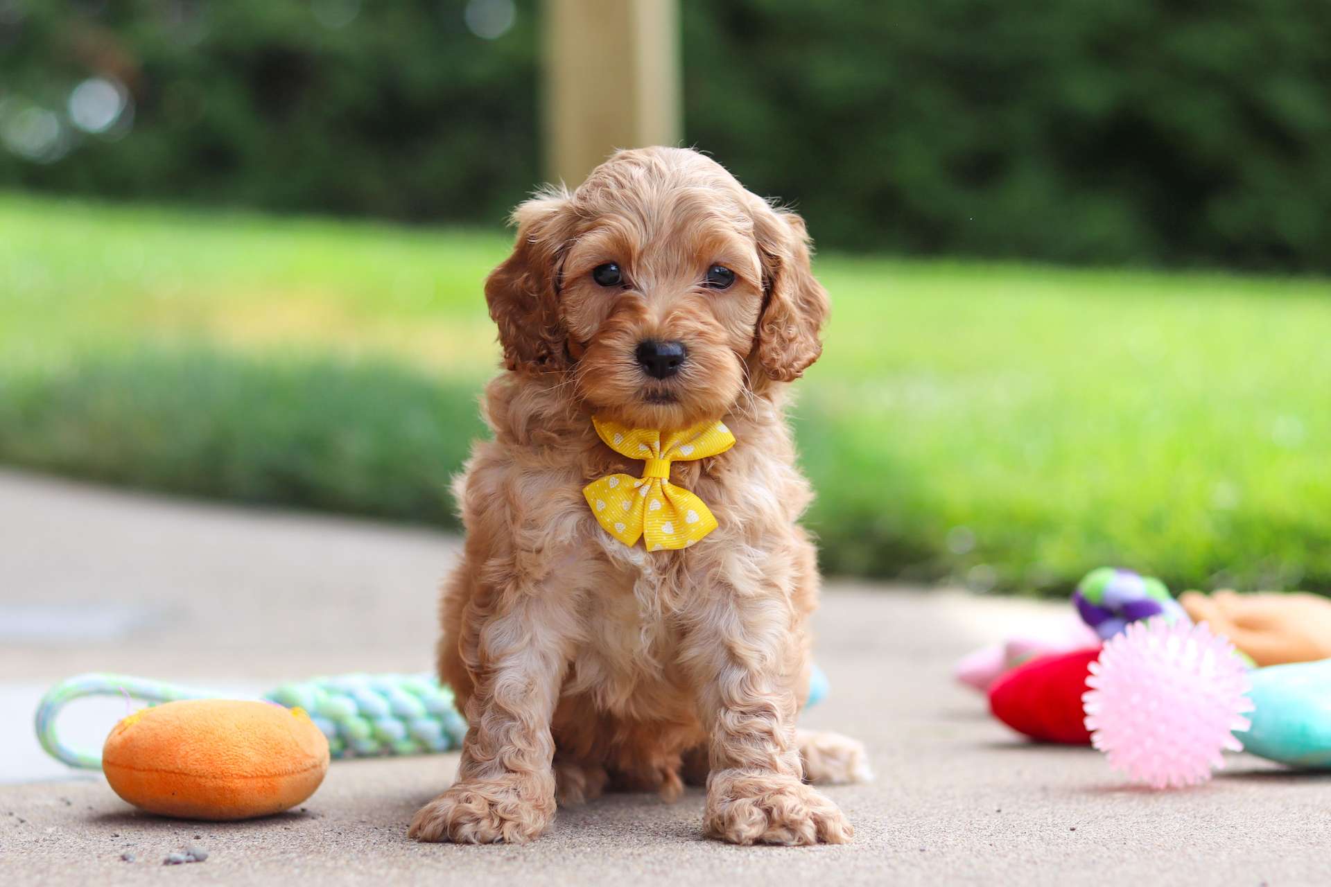 Biscuit