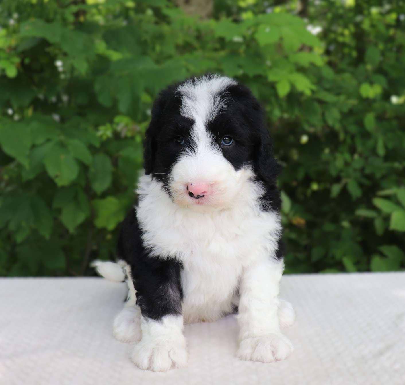 Leopold