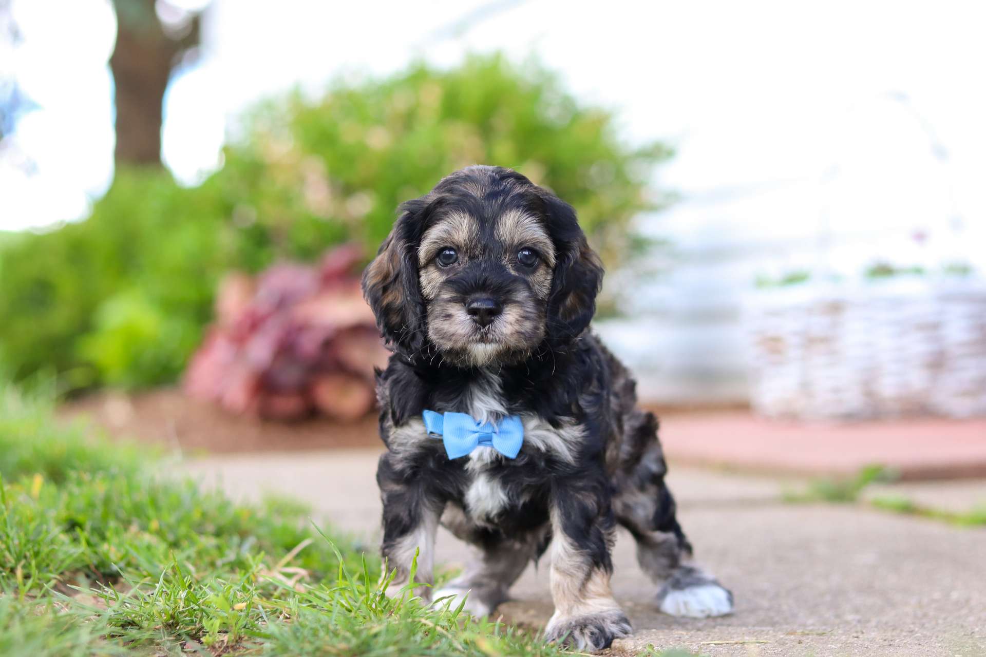 Oscar