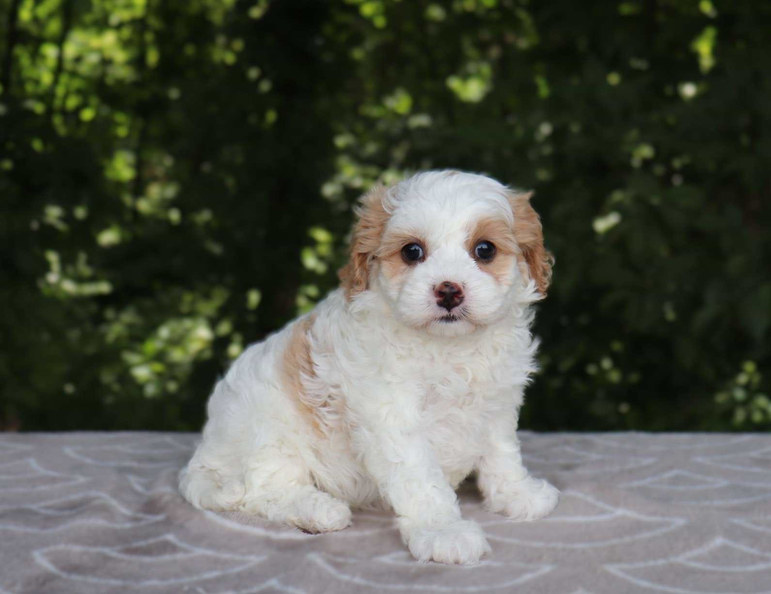 Toy Cavapoo Baton Rouge Cavapoo Puppies for Sale — Toy & Mini Cavapoos Available
