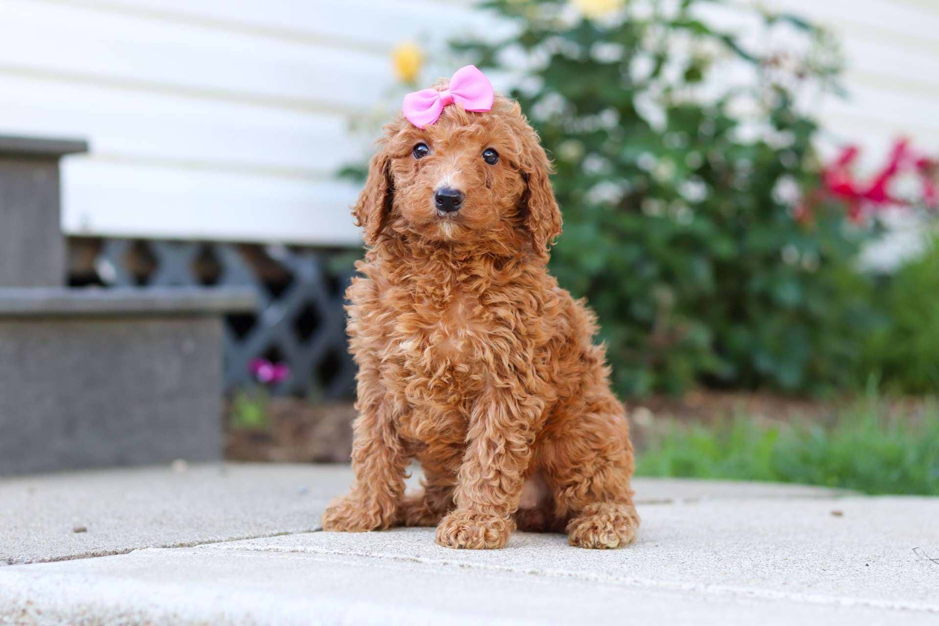 Rhoda