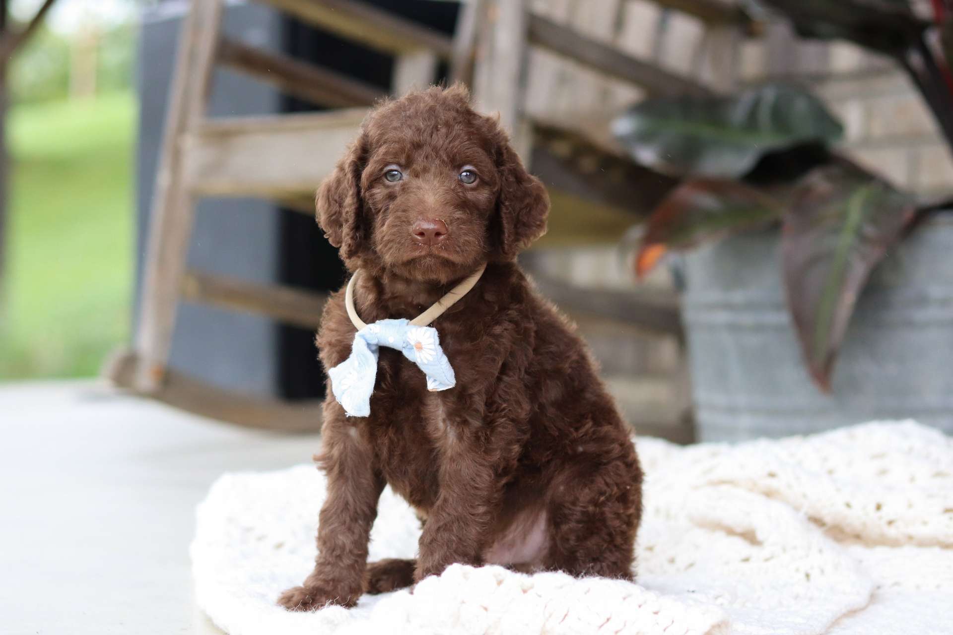 Murphy