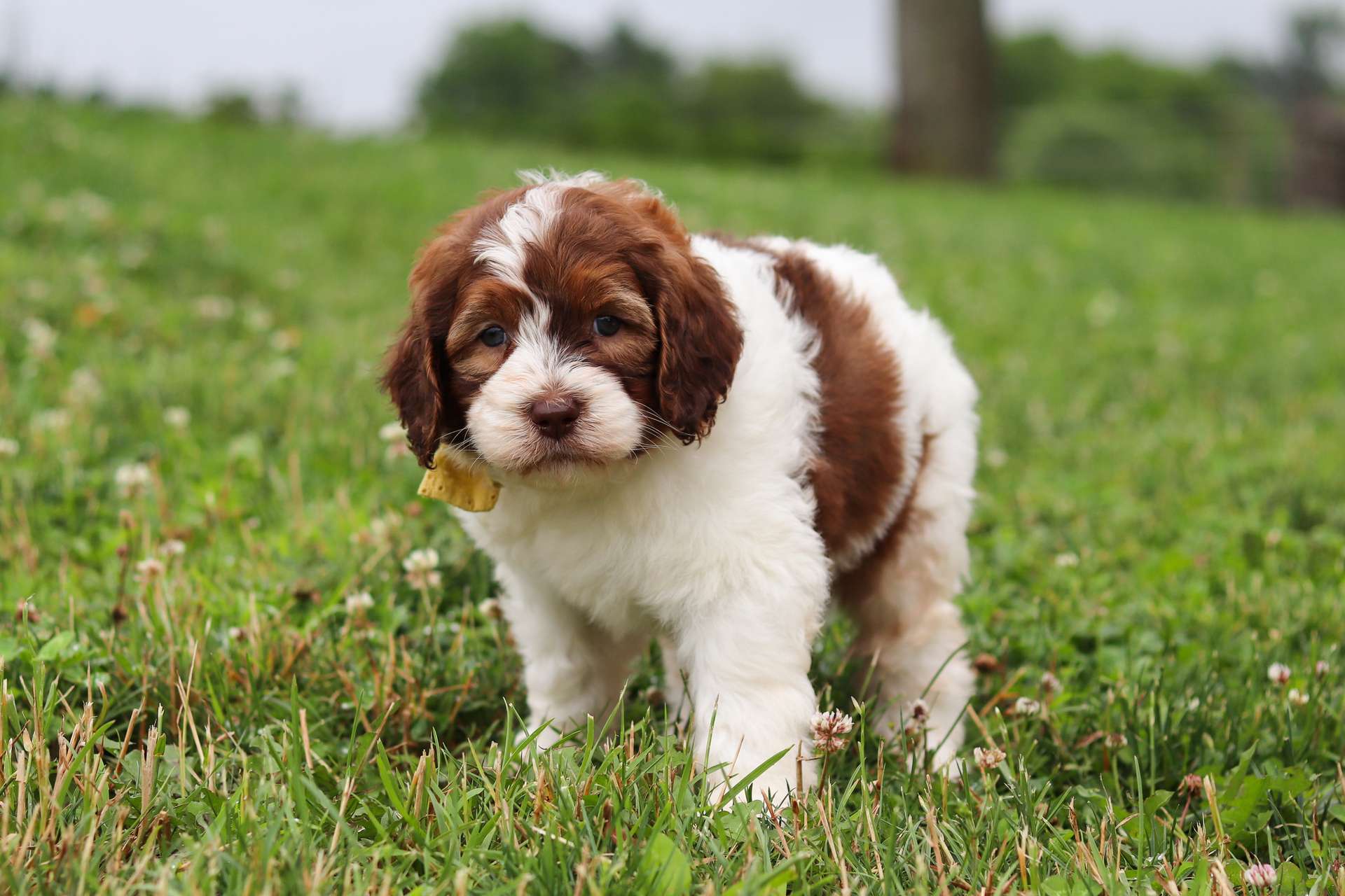 Tucker