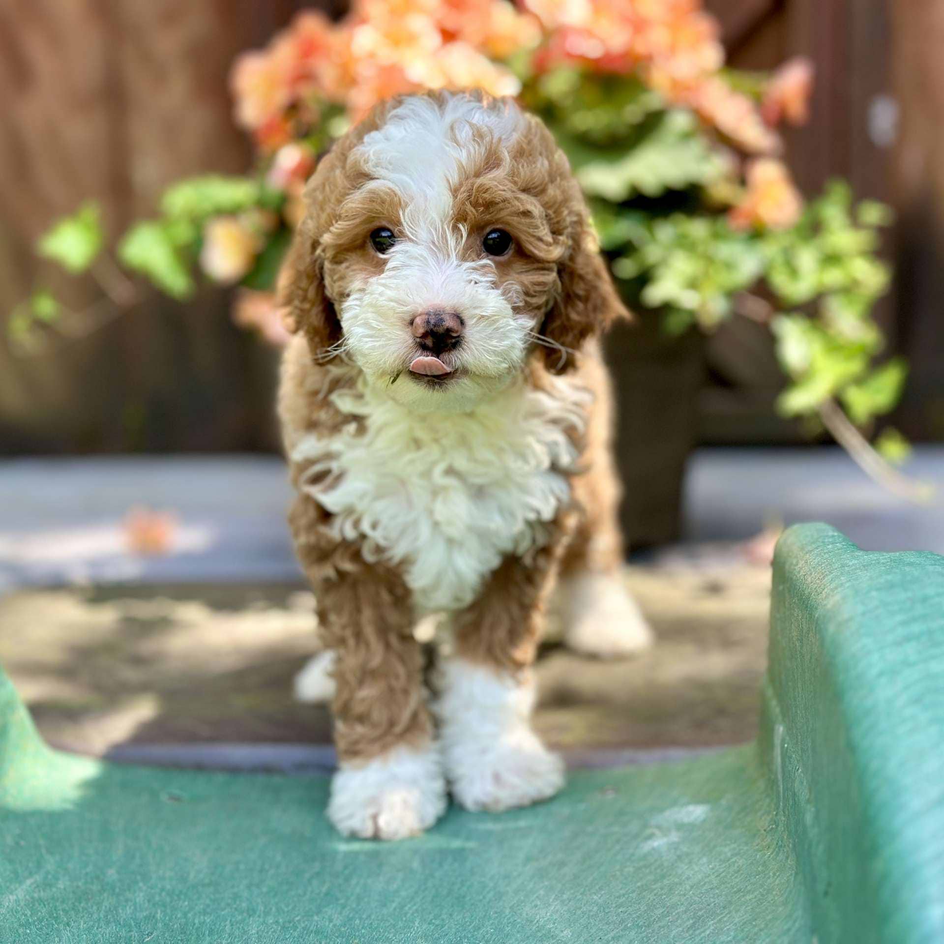 Willow