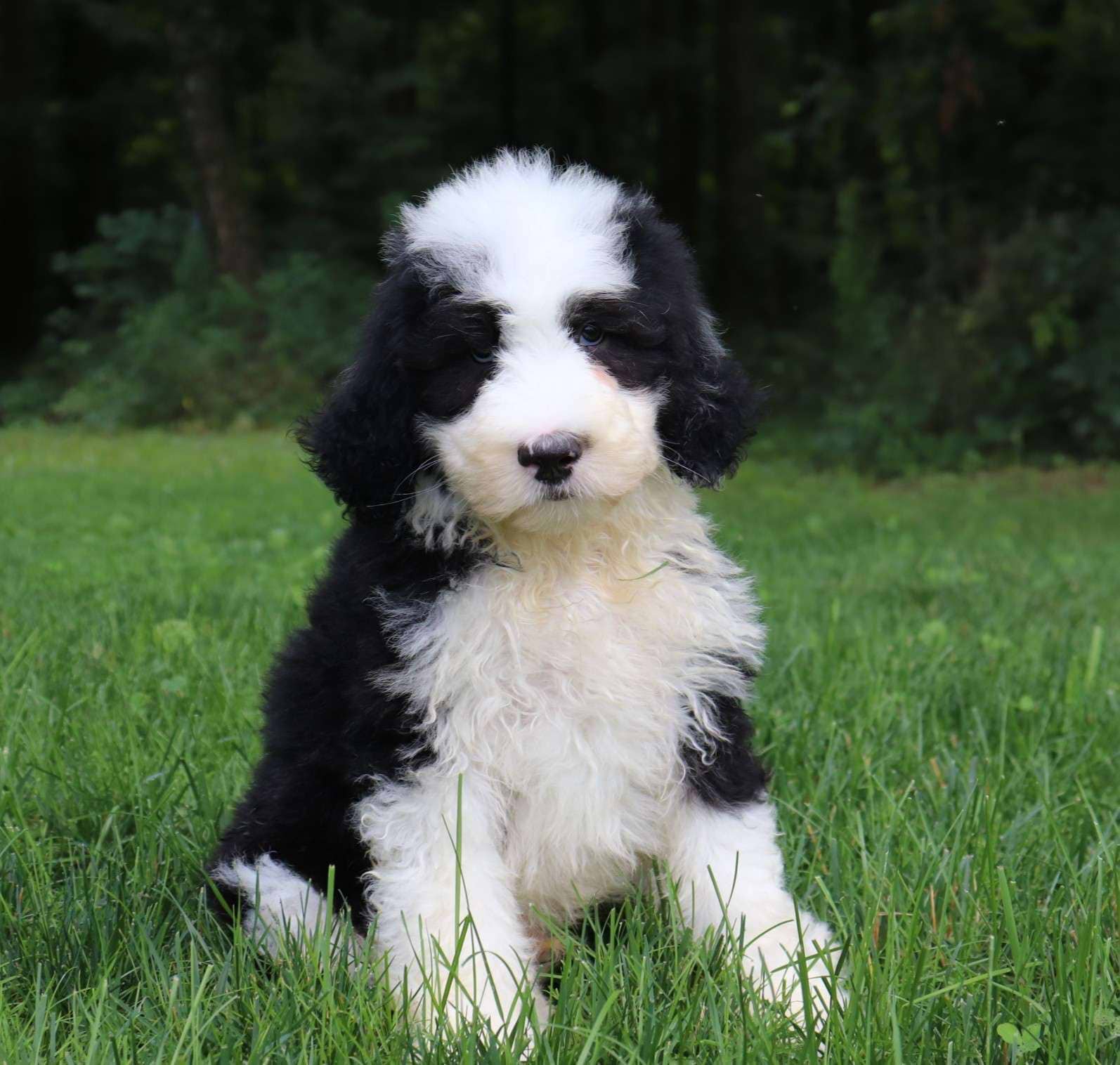Winston