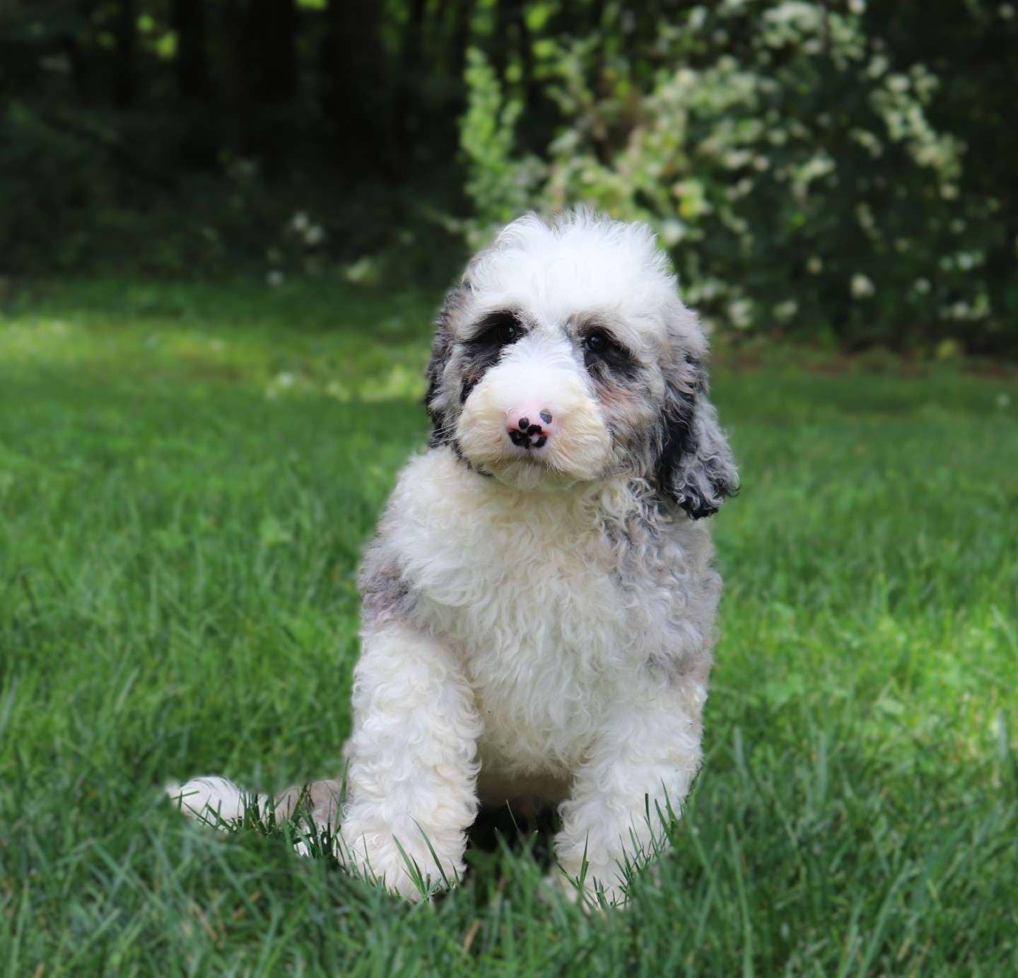 Theodore