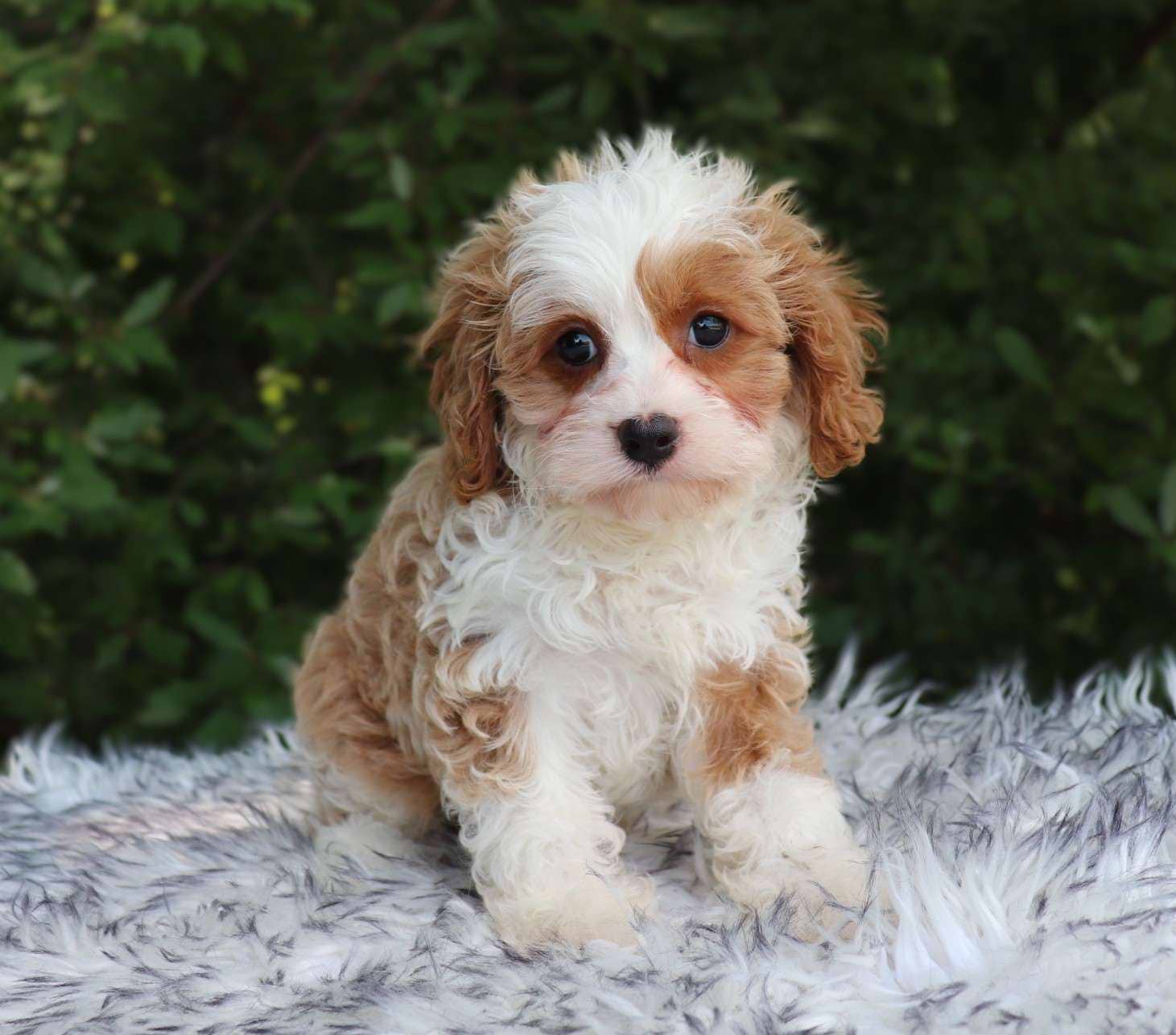 Ginger