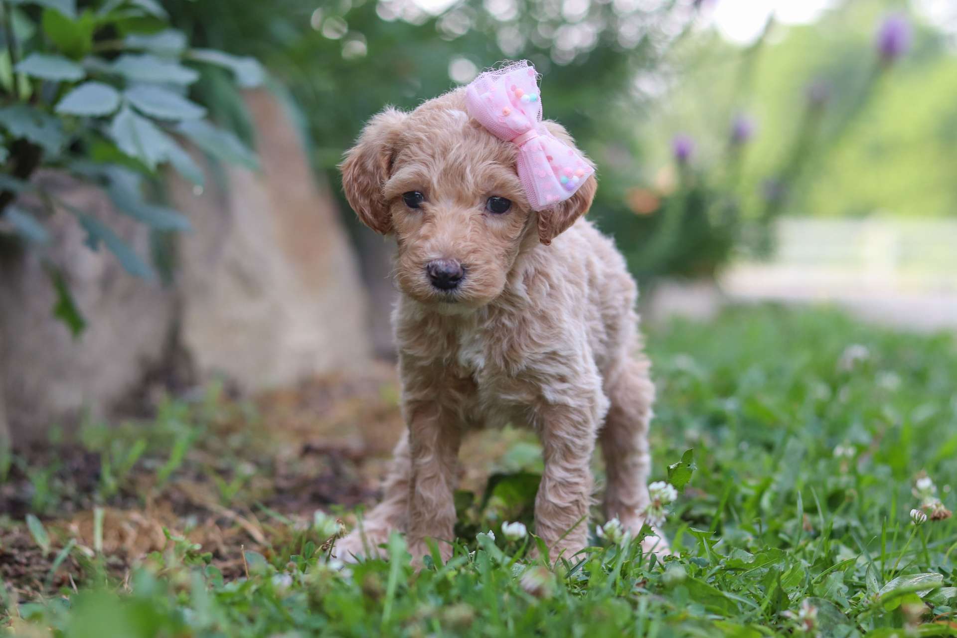 Oakley