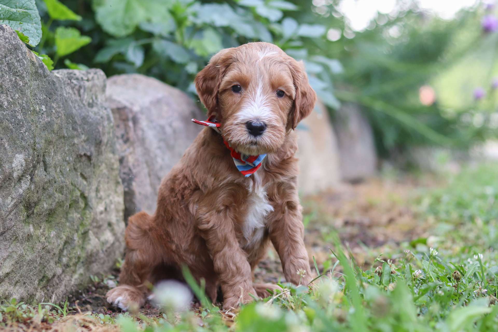 Ozzie