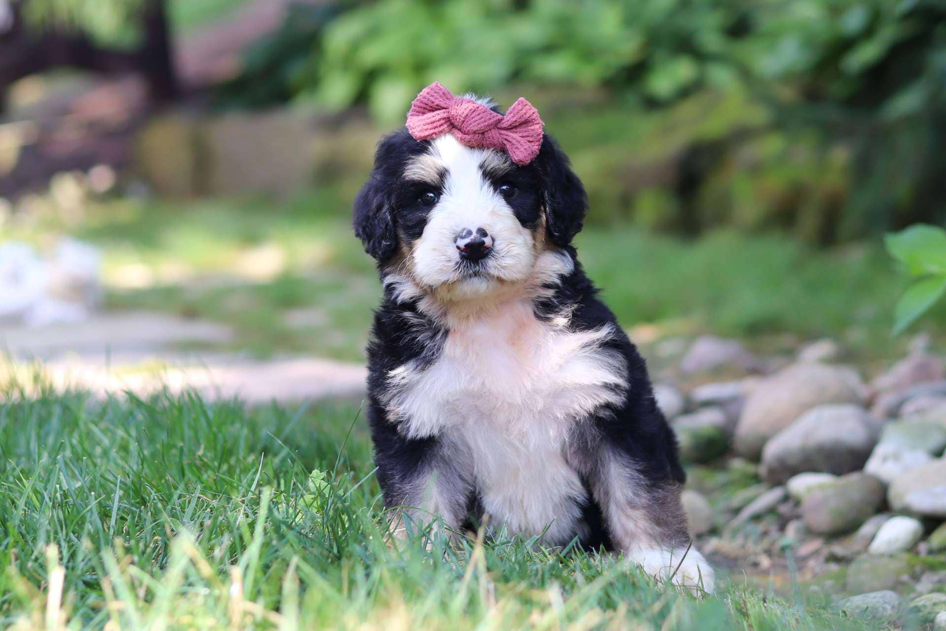 Penelope