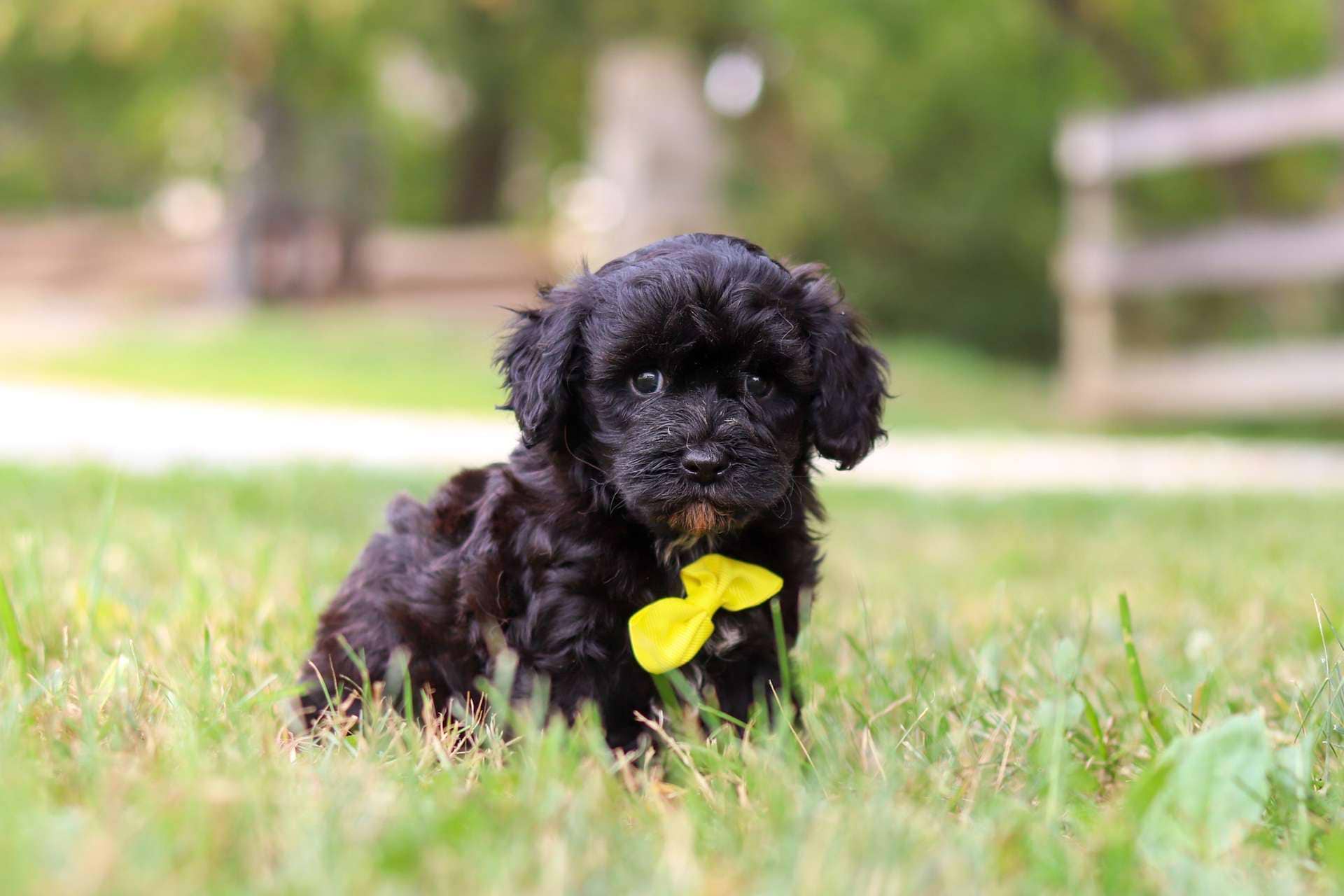 Onyx