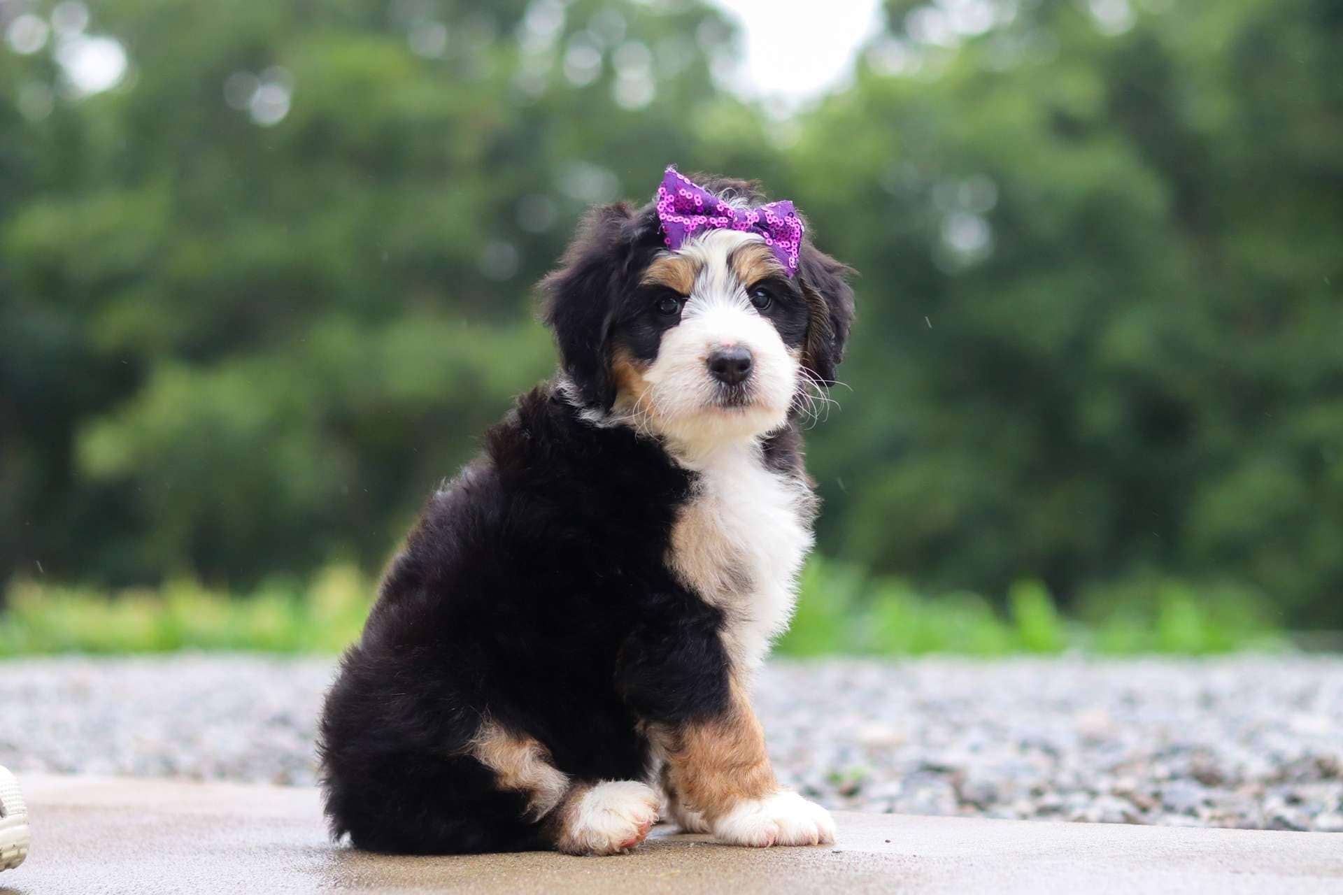 Taffeta