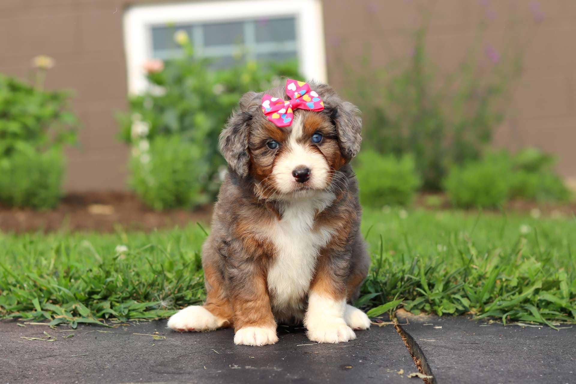 Dolly