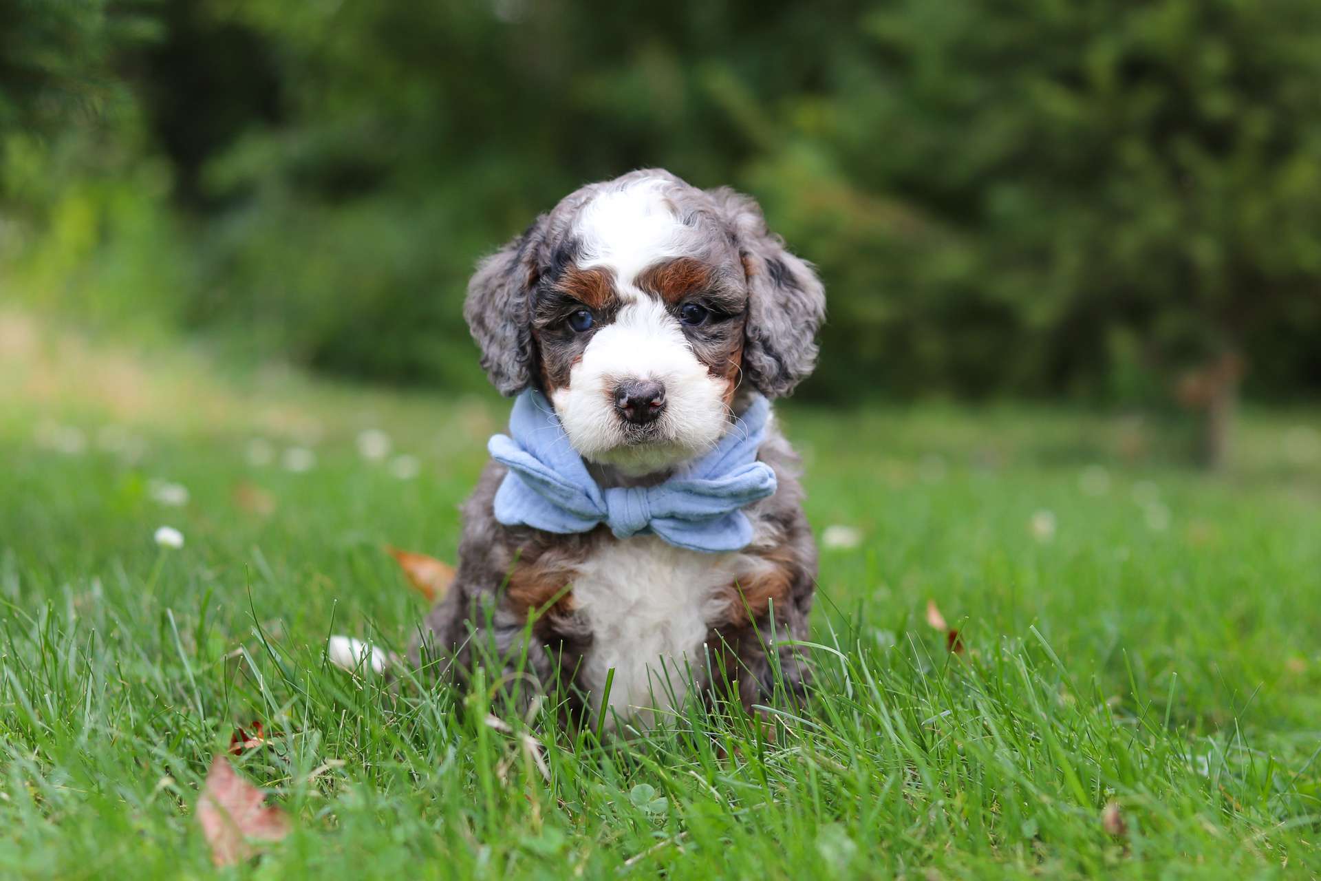 Bentley