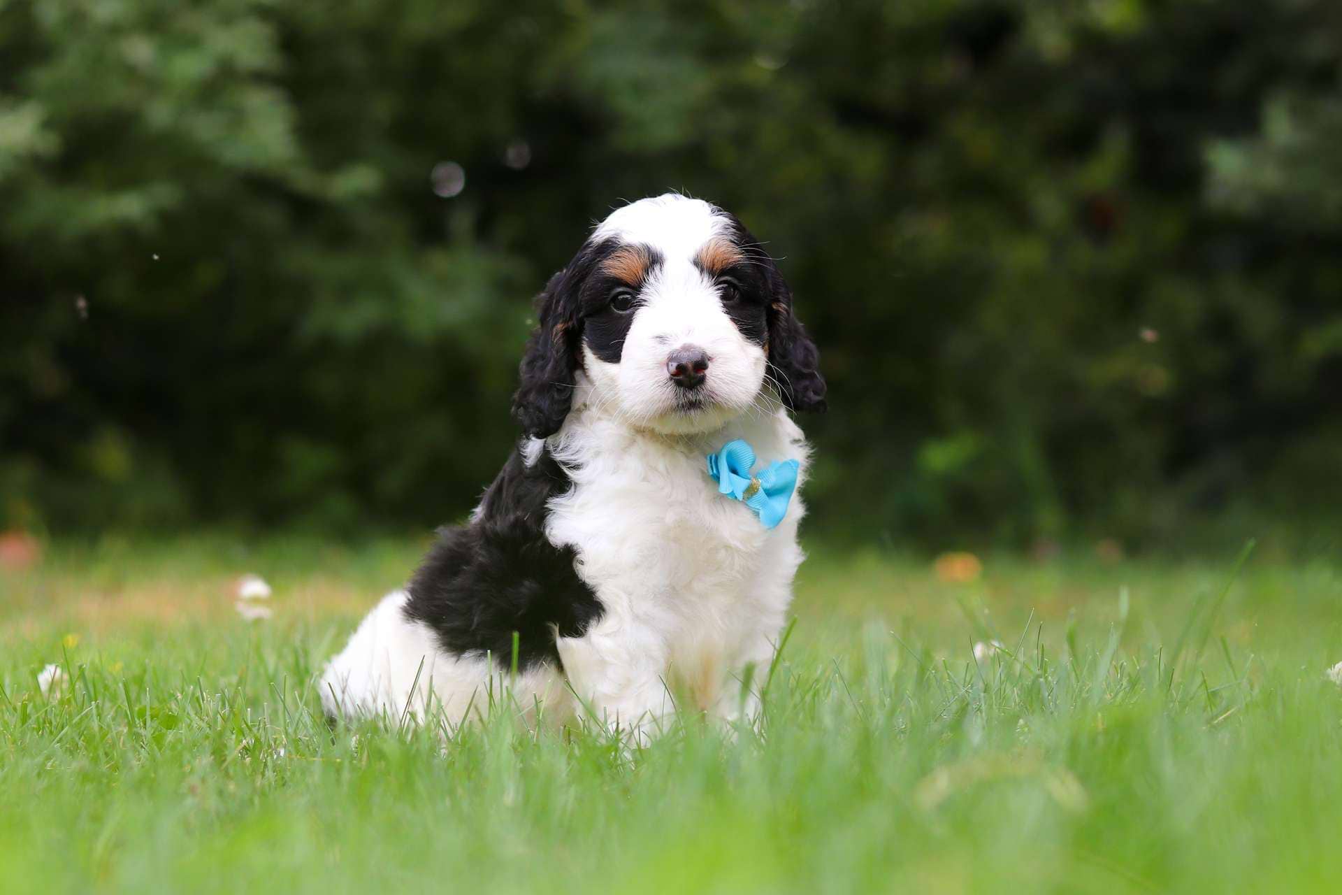 Cooper