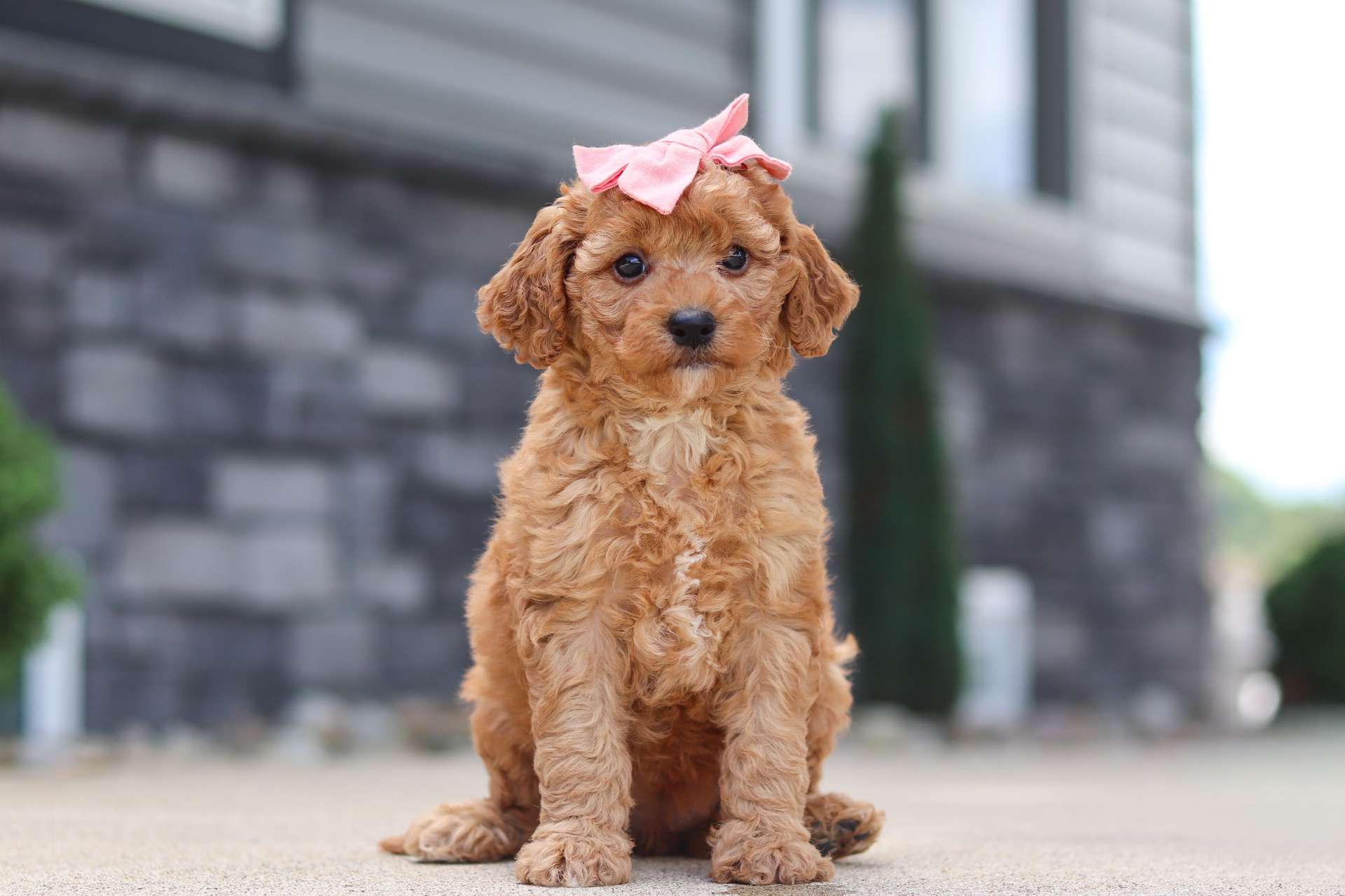 Blossom