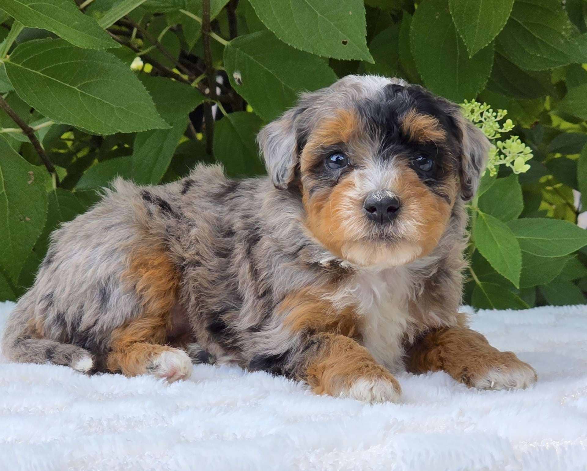 Lola