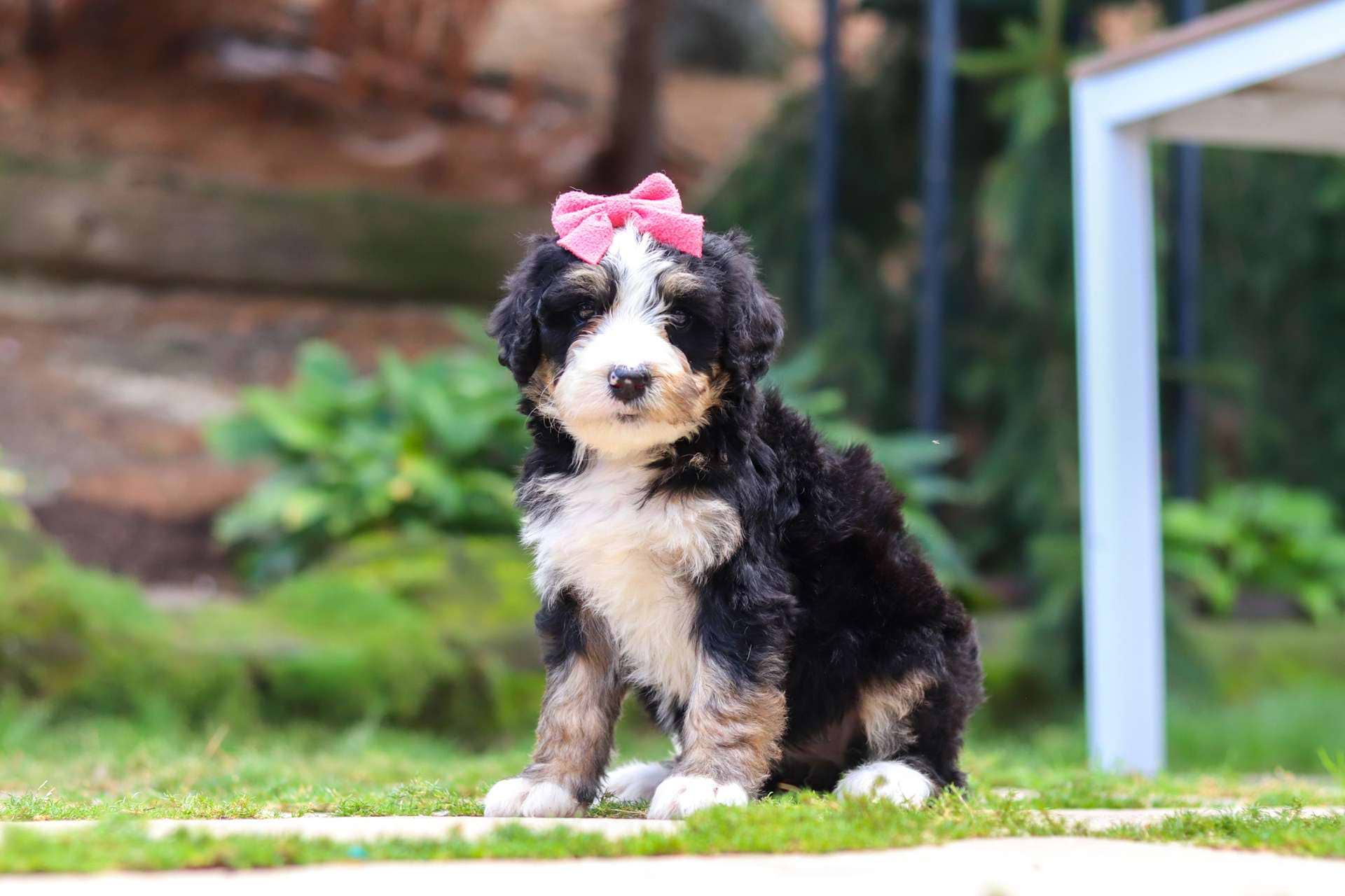 Bella
