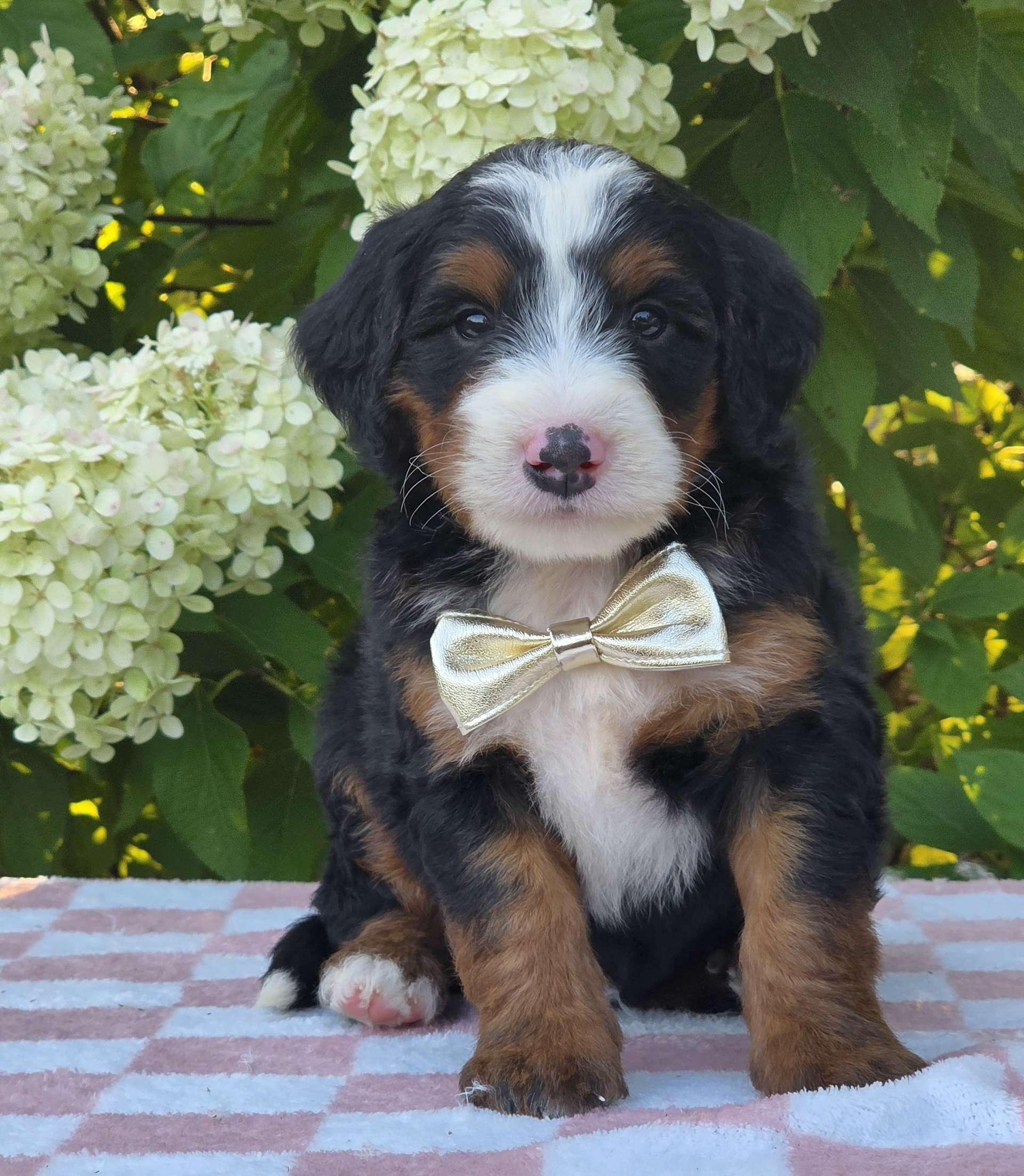 Milo