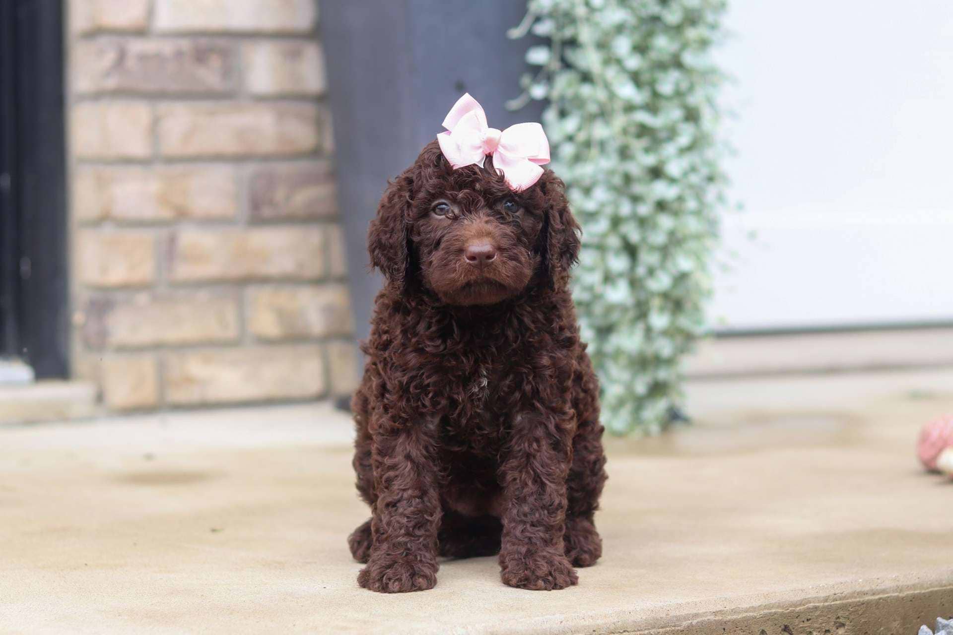 Brownie